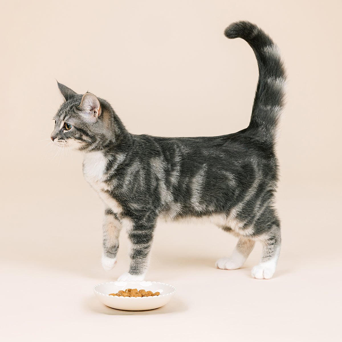 Scalloped Edge Ivory Cat Saucer