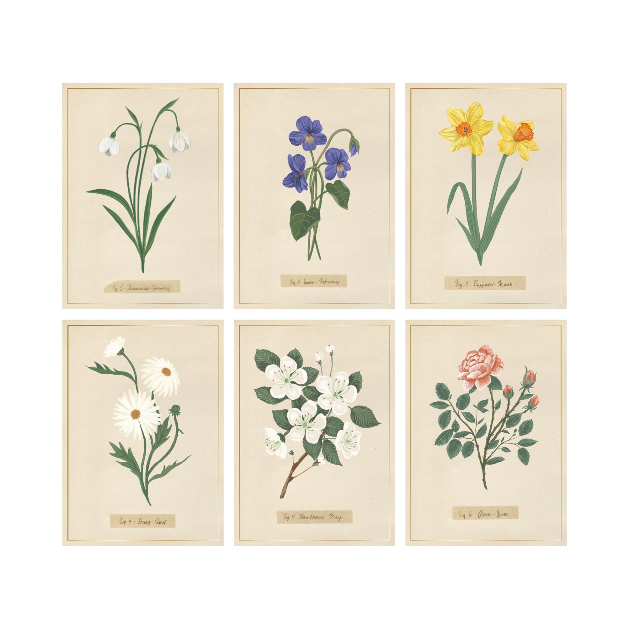 Mg Monthly Florals Assorted Card Set