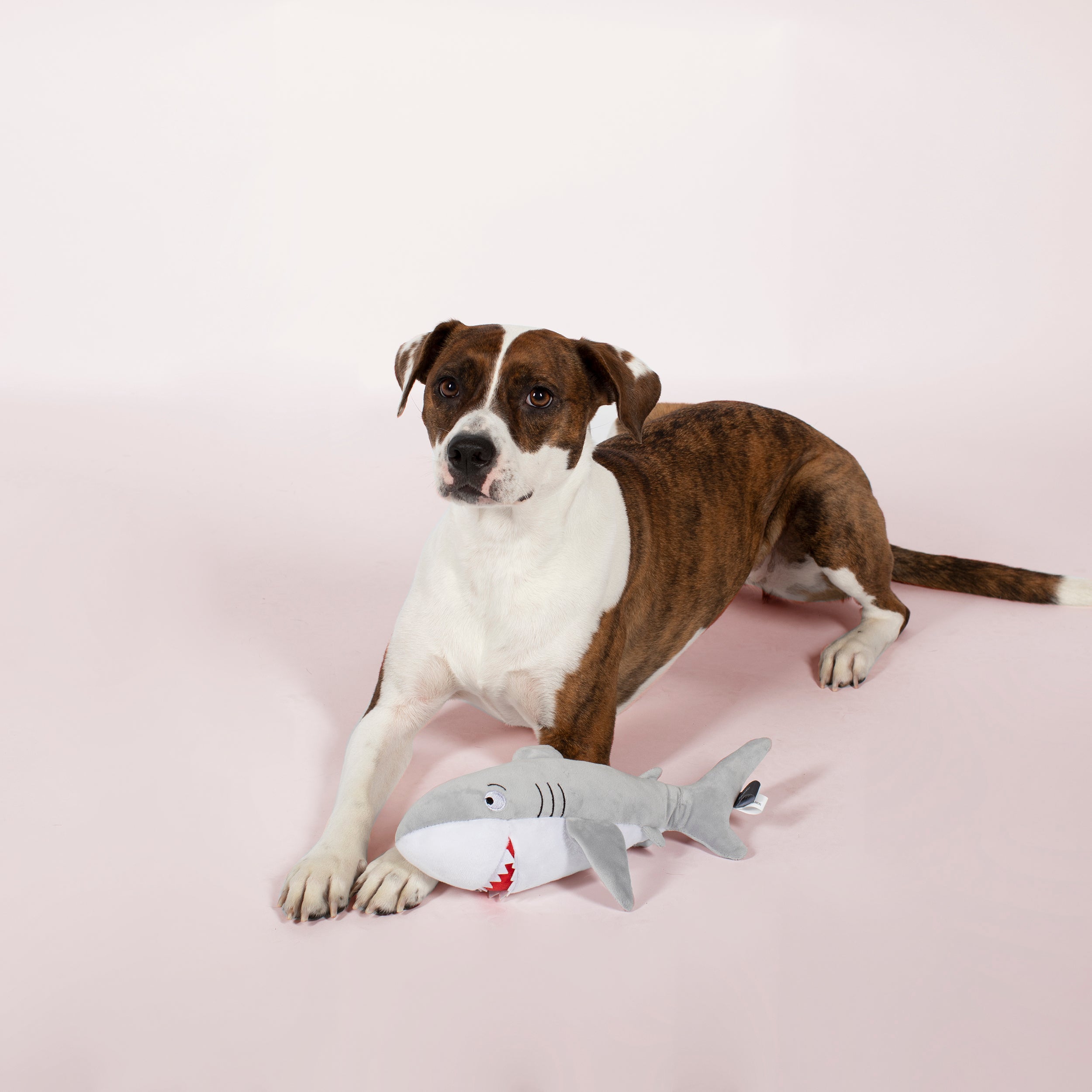 You Can't Swim With Us! Plush Dog Toy