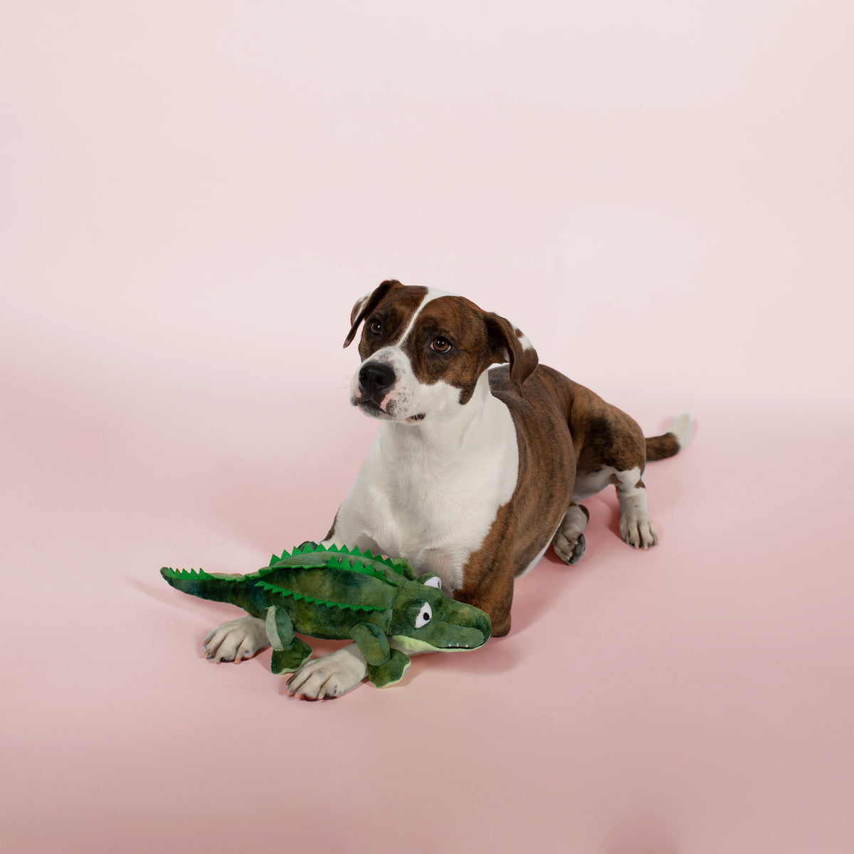 Chomp Chomp Plush Dog Toy