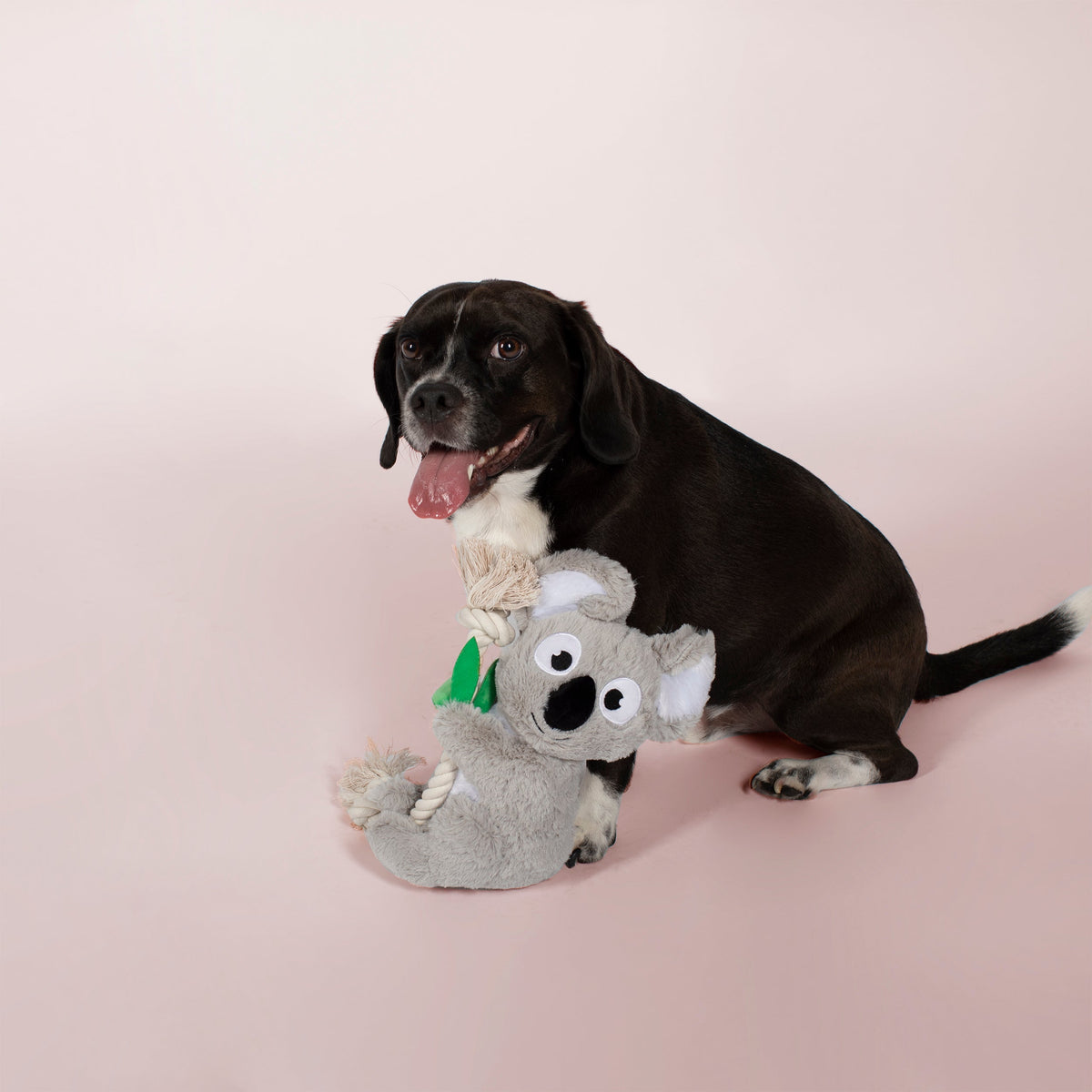 Koa The Koala Plush Dog Toy With Rope