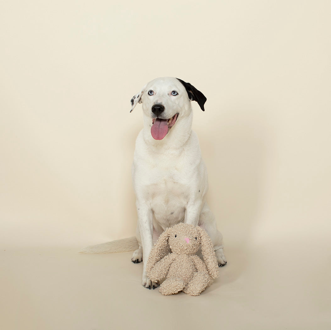 Honey Bunny Plush Dog Toy