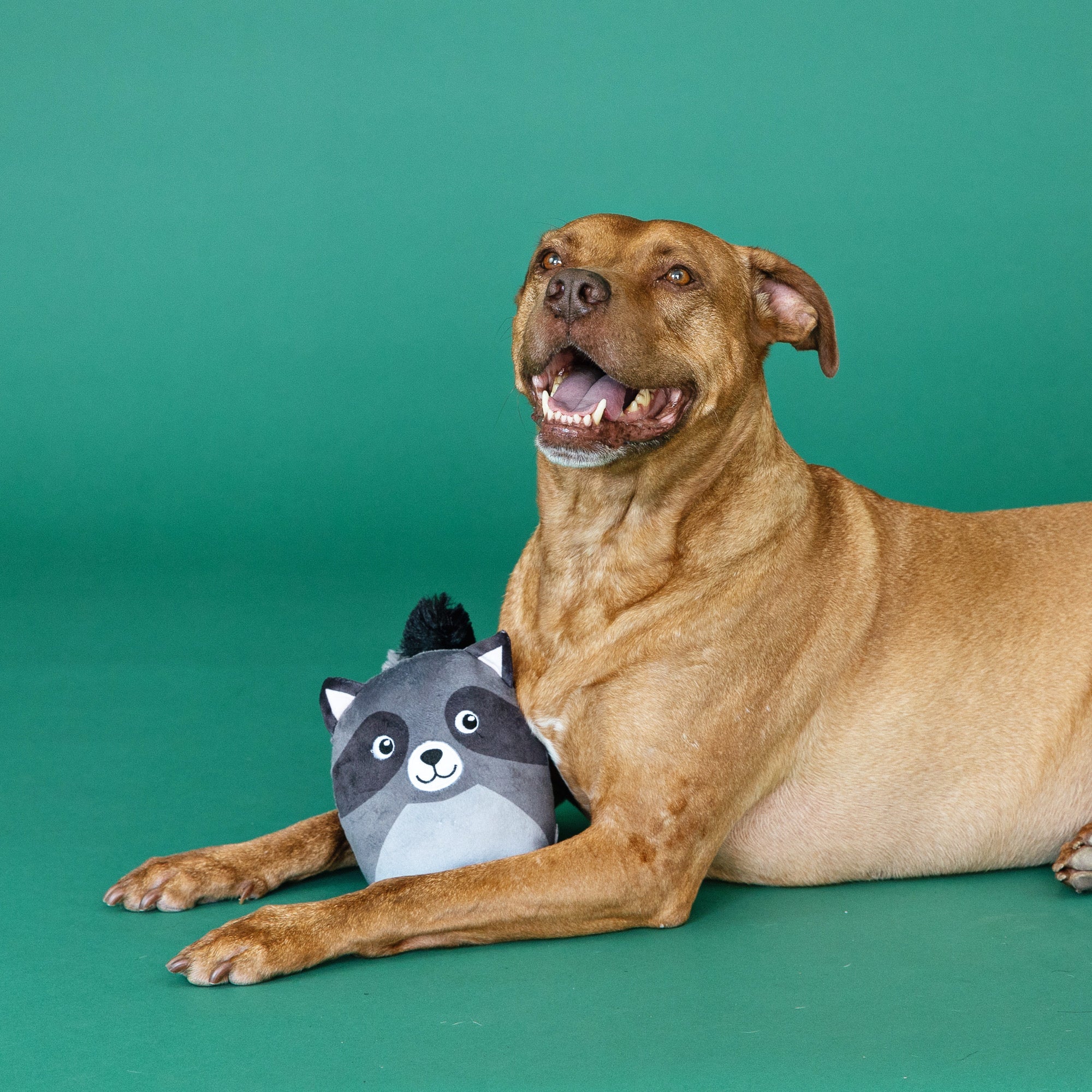 Wagsdale Rocky Raccoon Dog Toy