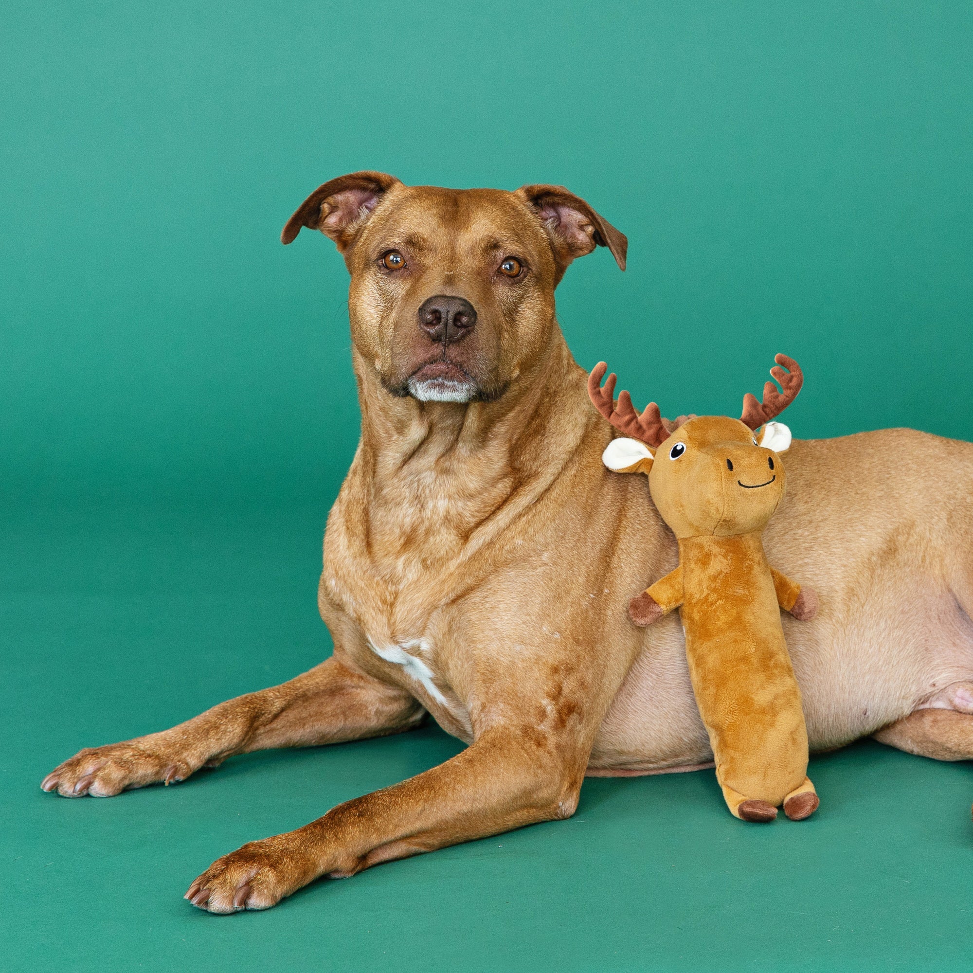 Wagsdale Easily A 'Moose'D Dog Toy