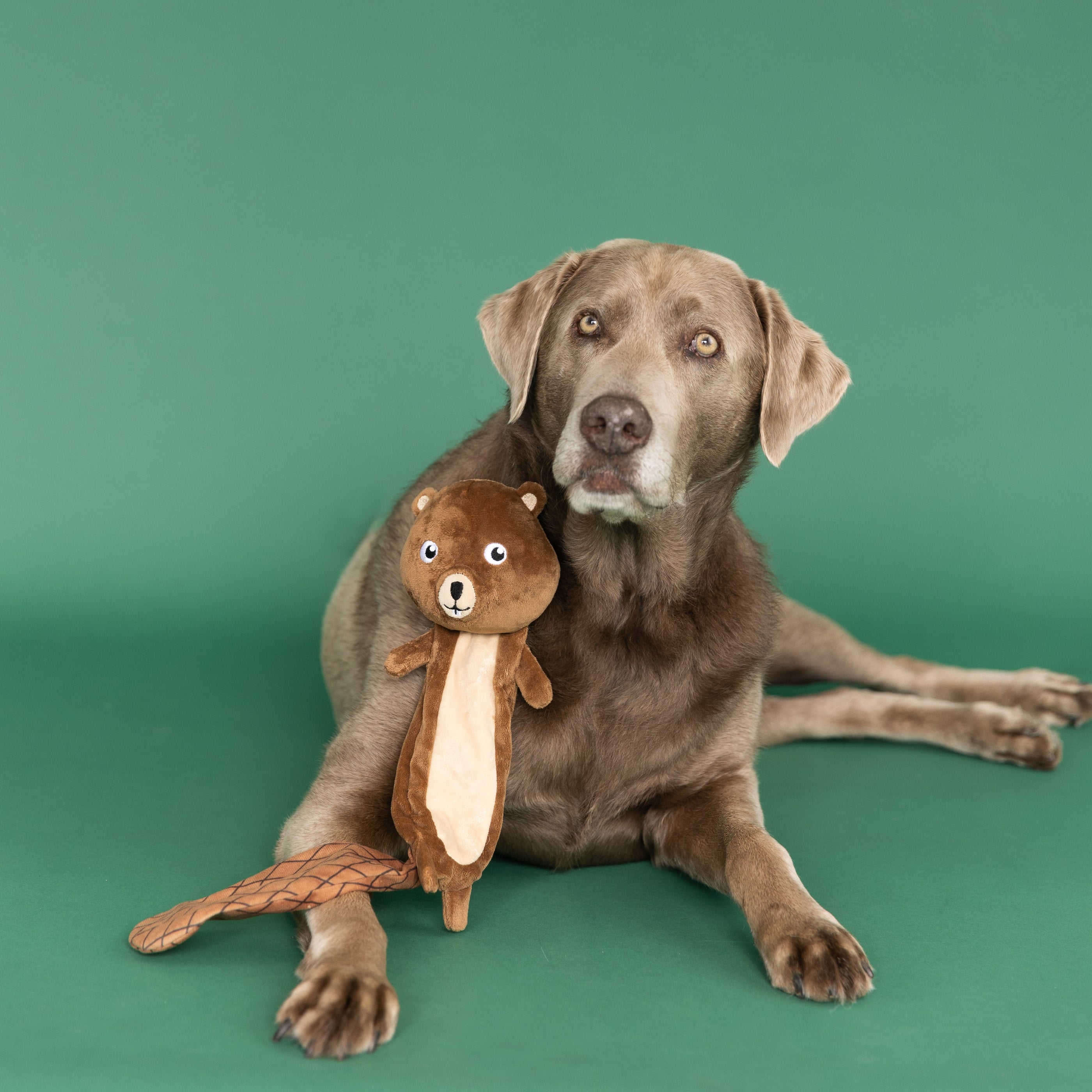 Wagsdale Mr. Gnaw It All Flattie Dog Toy