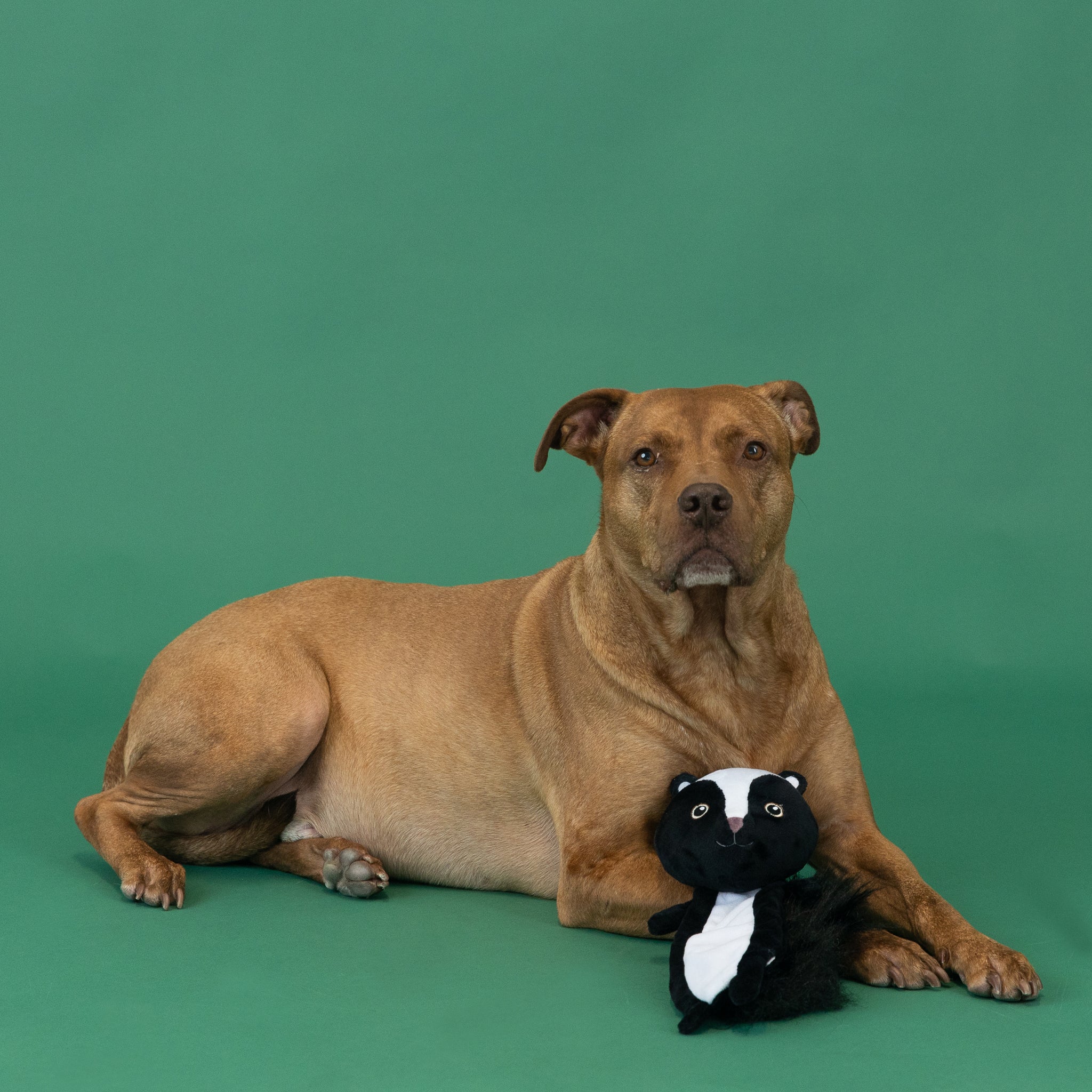 Wagsdale Wasn't Me Flattie Plush Dog Toy