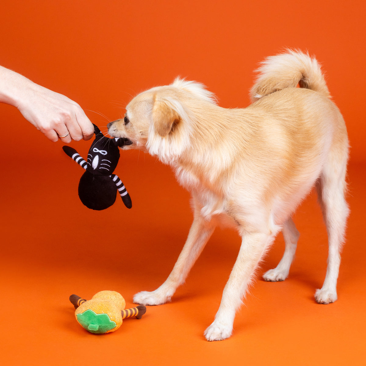 Oh My Gourd! 2pc Plush Dog Toy Set