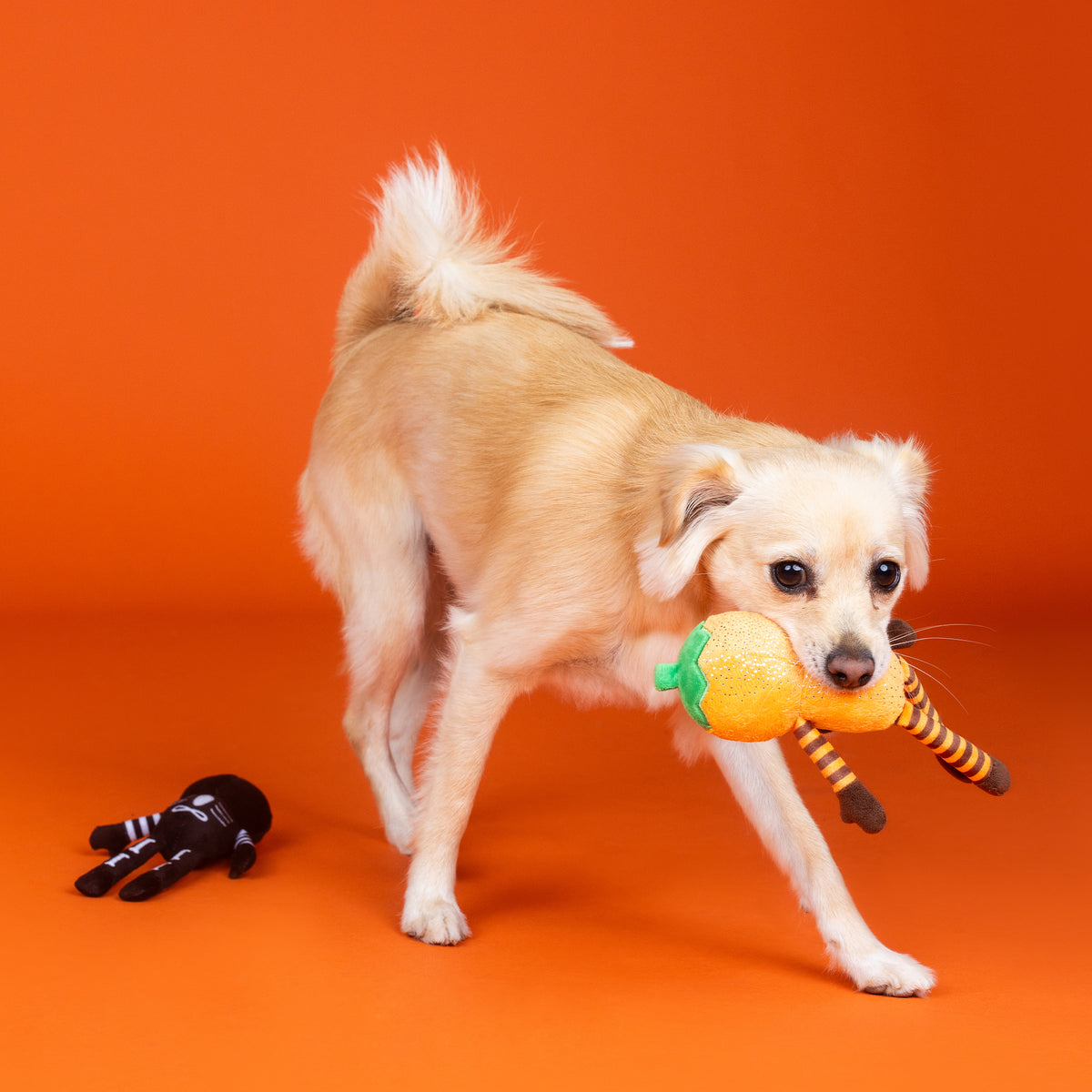 Oh My Gourd! 2pc Plush Dog Toy Set