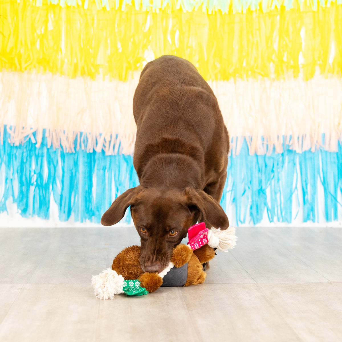 Tacos & Tequila Plush Dog Toy With Rope