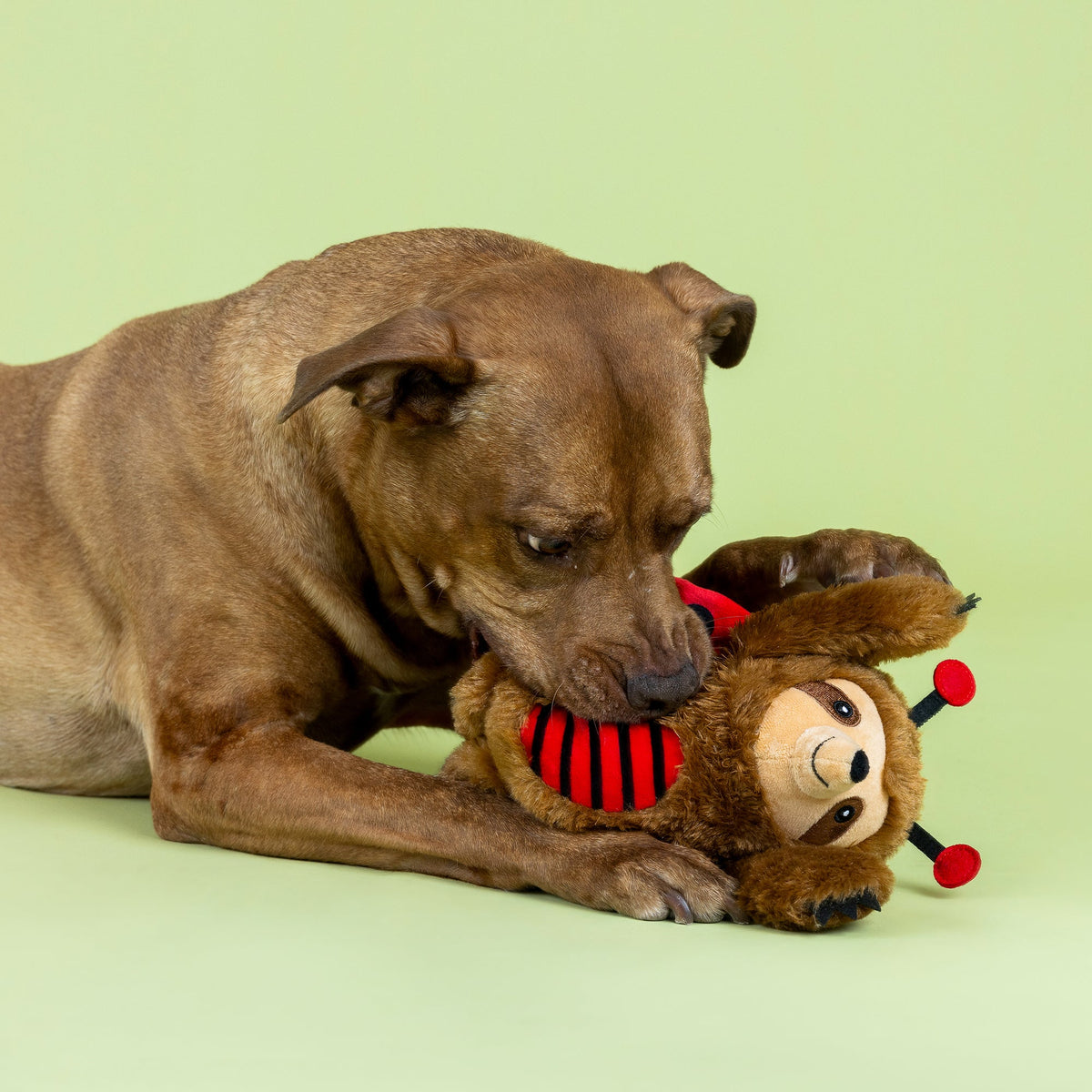 Little Ladybug Plush Dog Toy