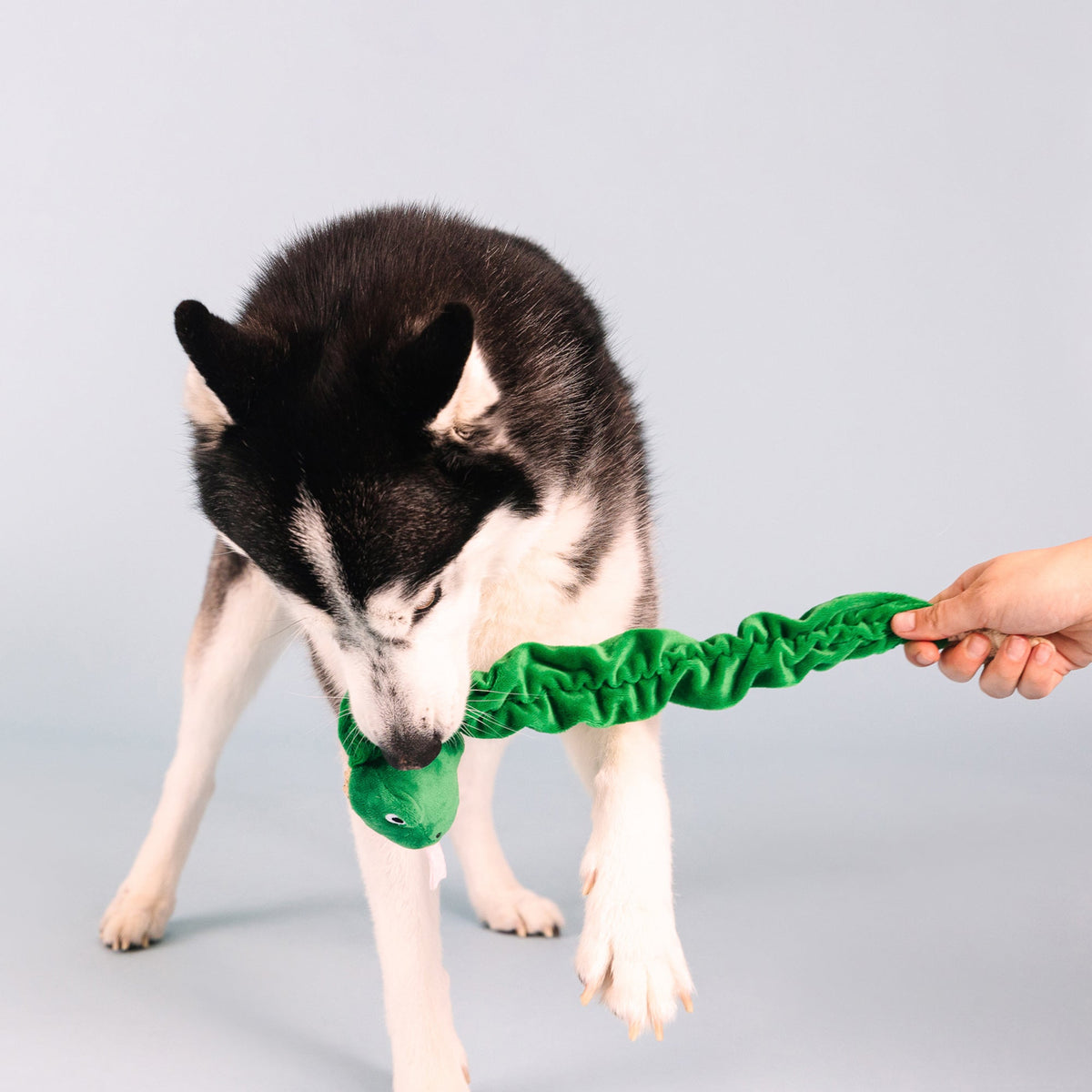 Hisses And Kisses Plush Dog Toy