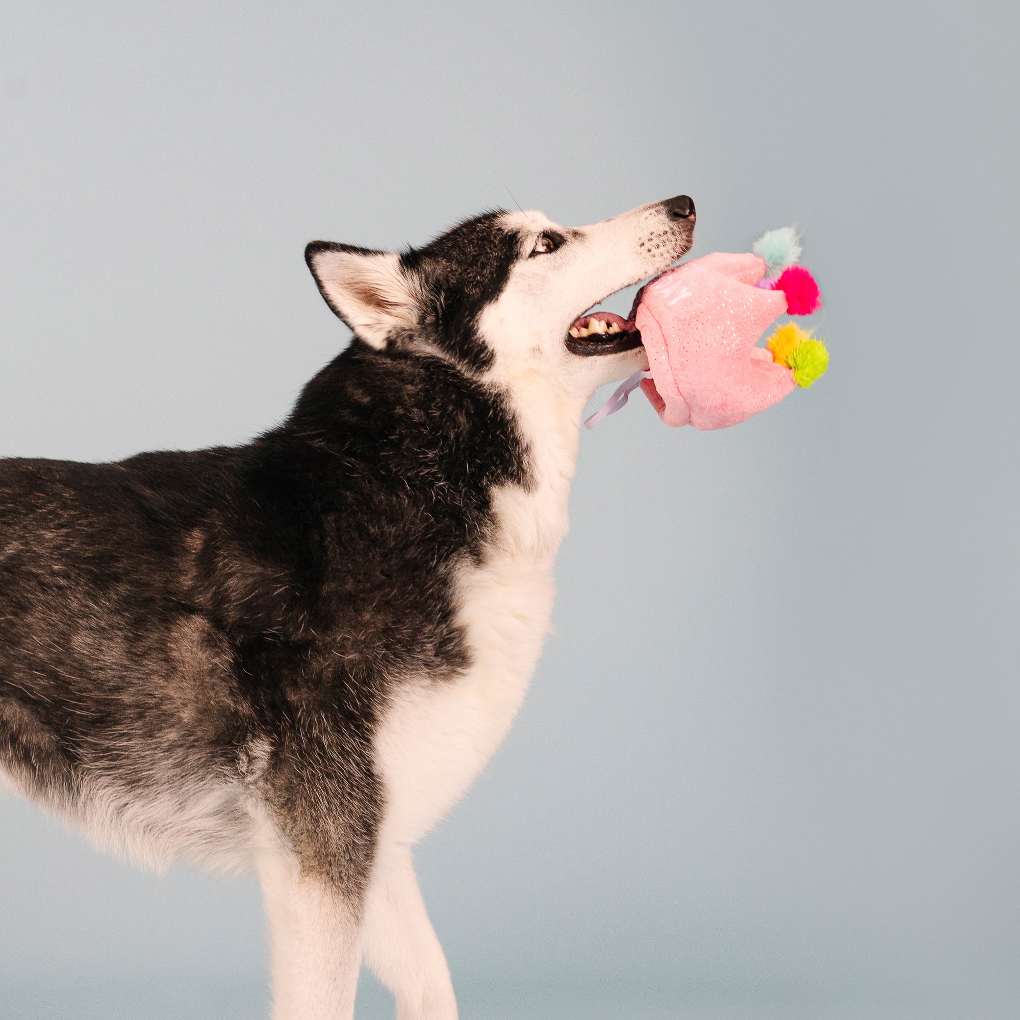If The Crown Fits Wear Then Play Plush Dog Toy