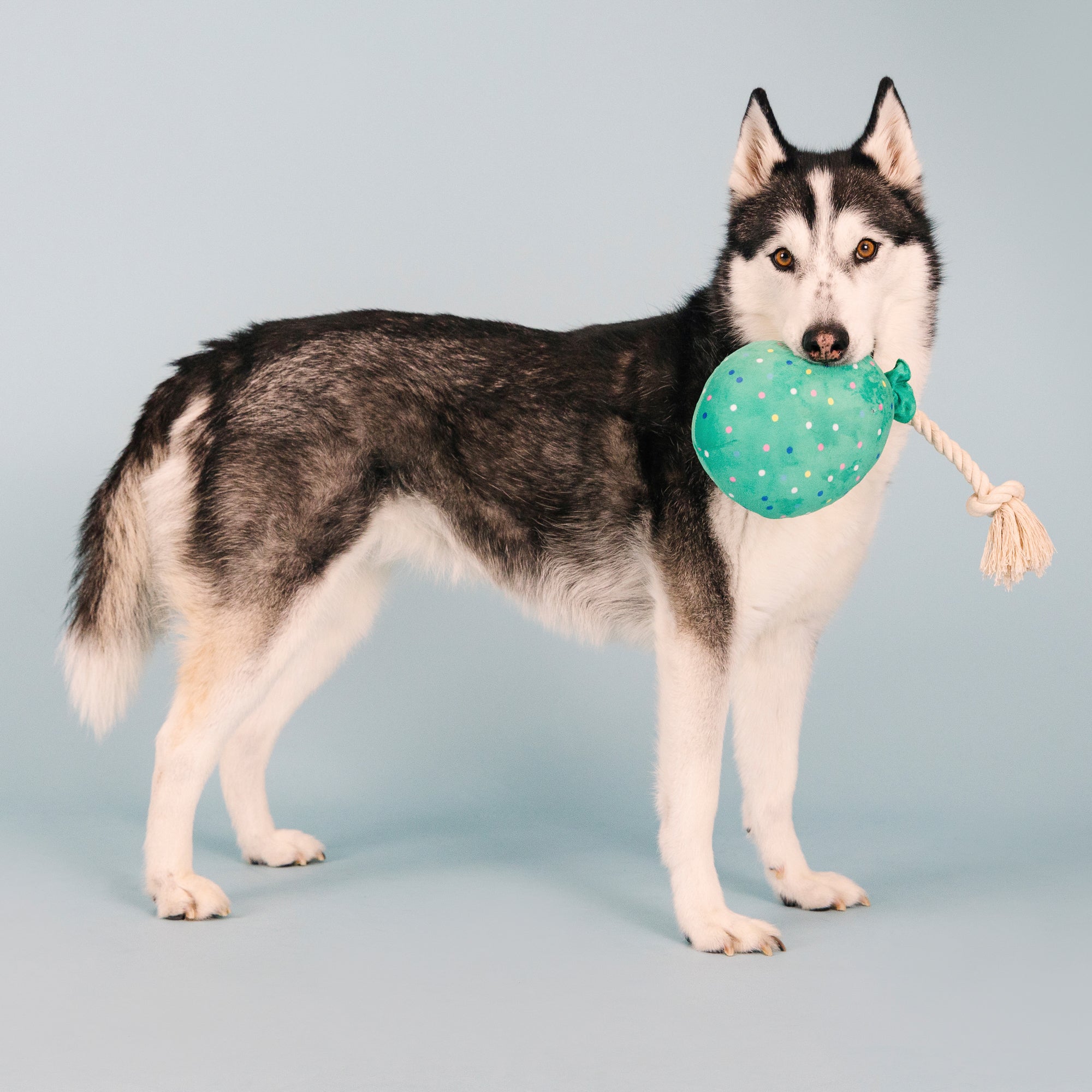 I Pawty, You Pawty Plush Dog Toy