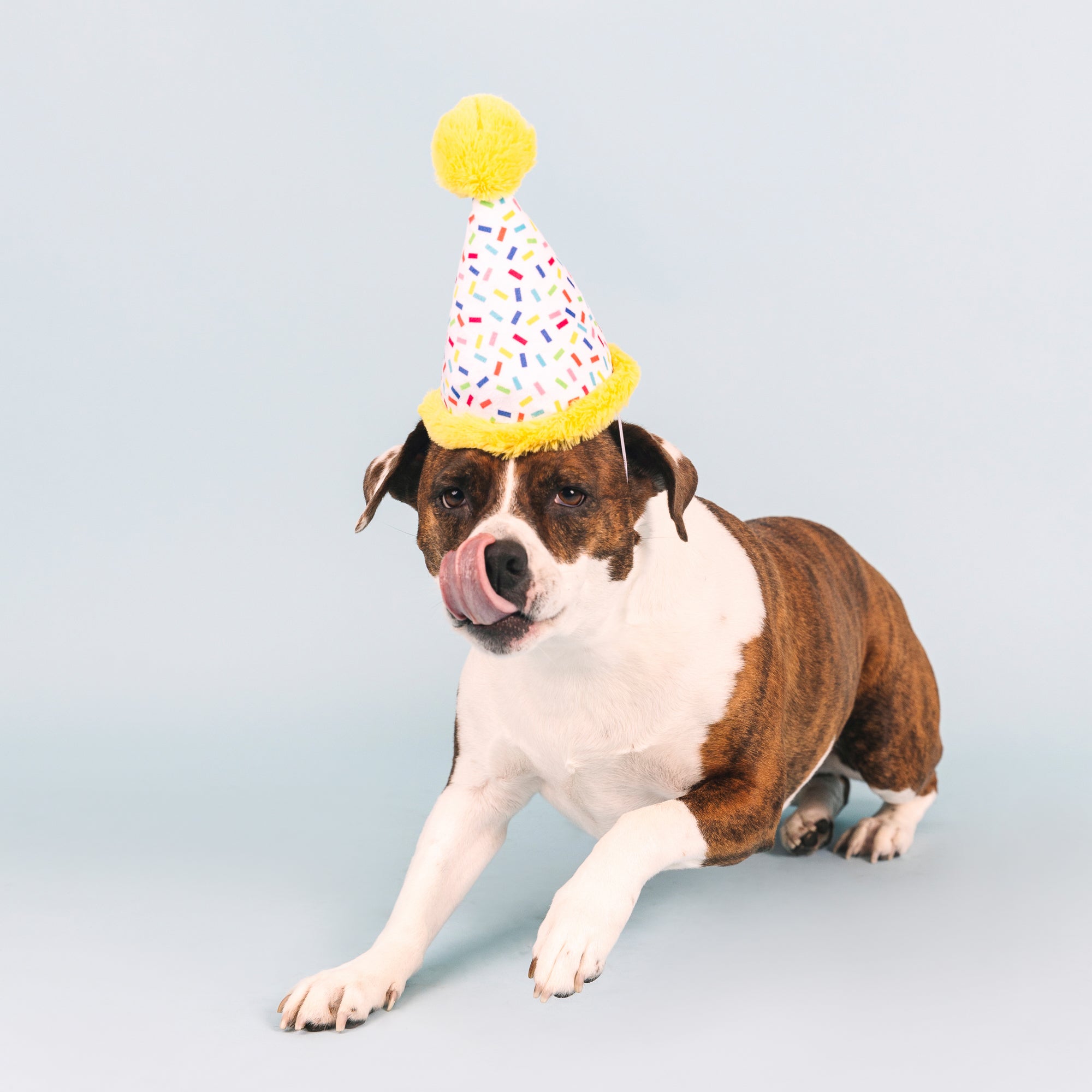 Time To Celebrate Wear Then Play Plush Dog Toy