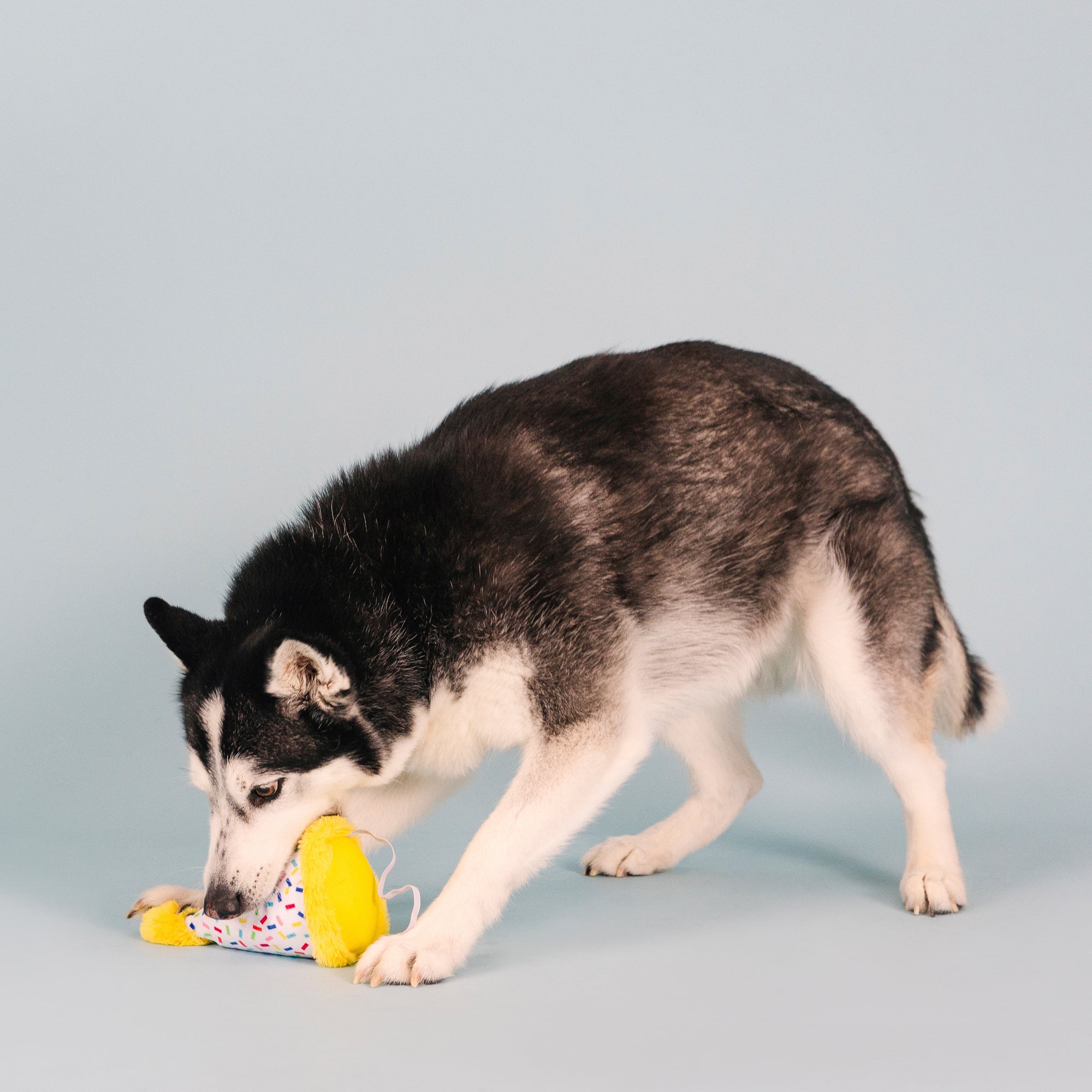 Time To Celebrate Wear Then Play Plush Dog Toy