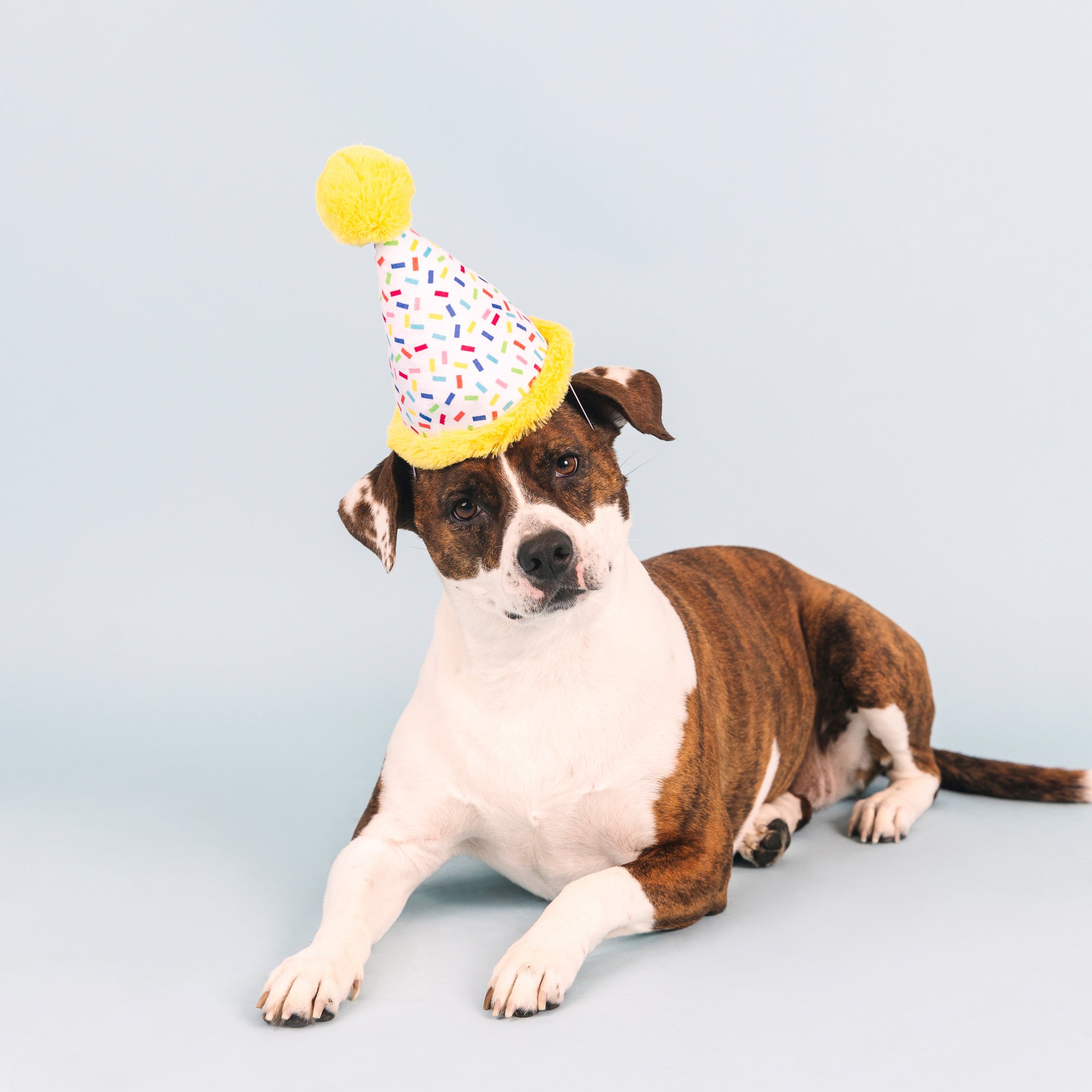 Time To Celebrate Wear Then Play Plush Dog Toy