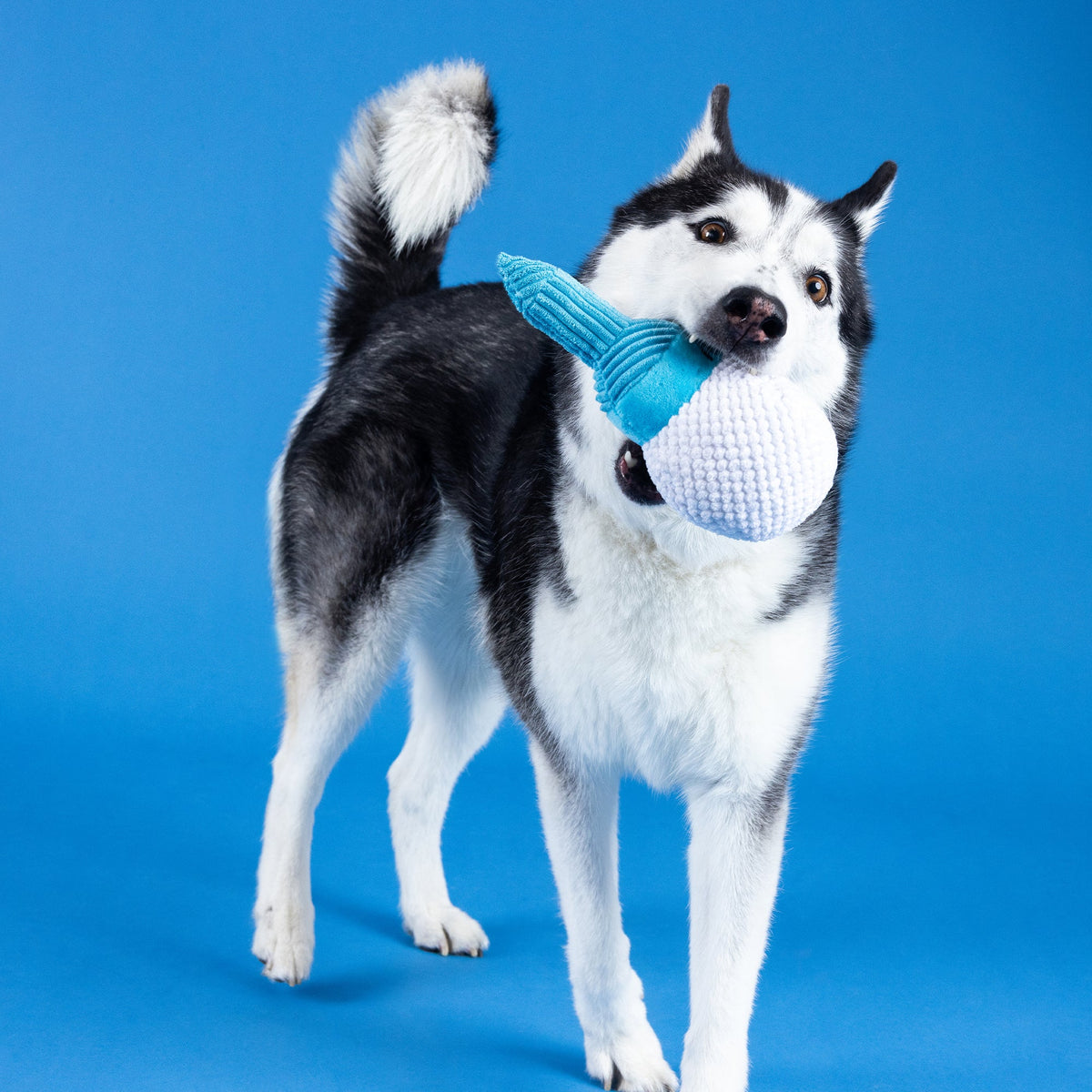 Wagsdale Today Is Tee-Riffic Dog Toy