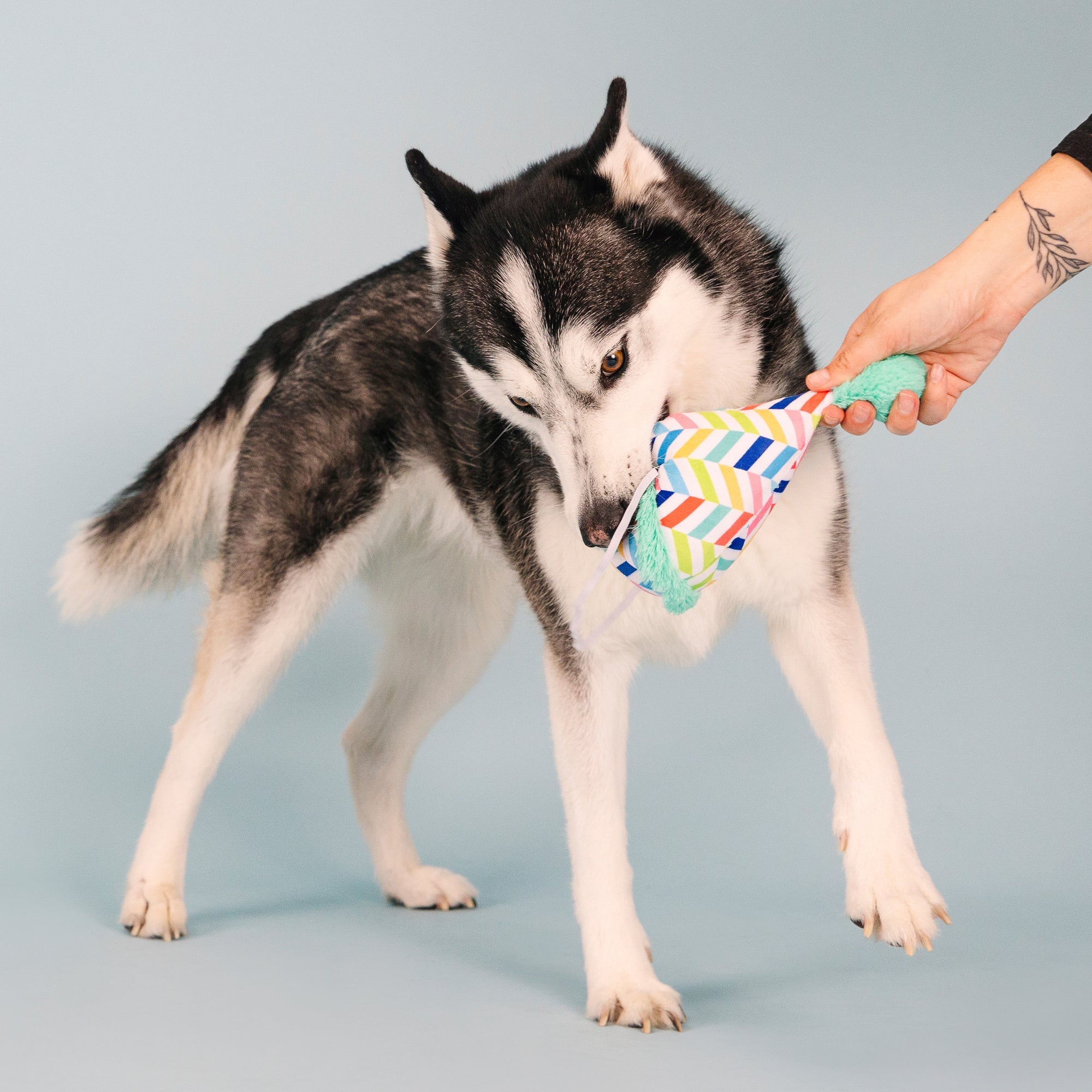 Cheers For A Barkday Wear Then Play Plush Dog Toy
