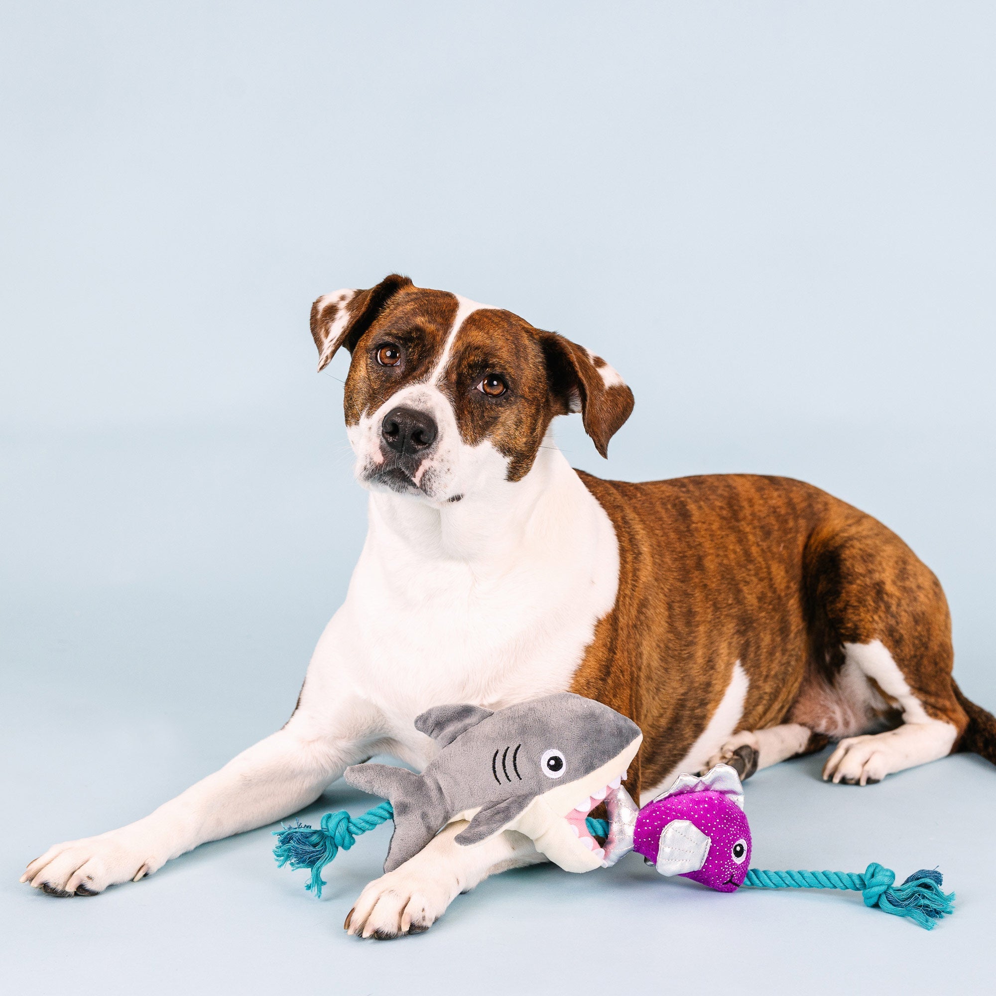 Shark Bait Plush Dog Toy With Rope