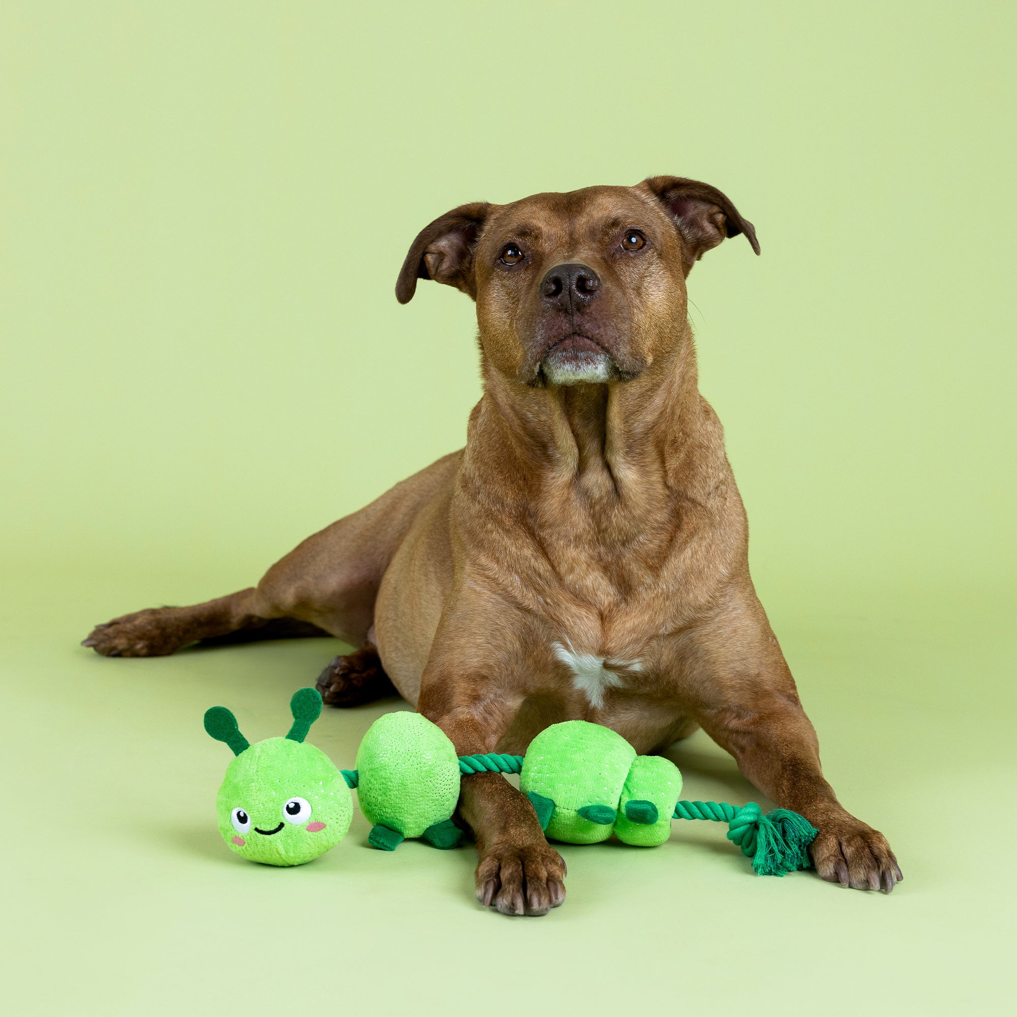 Pillar Of Society Plush Dog Toy With Rope