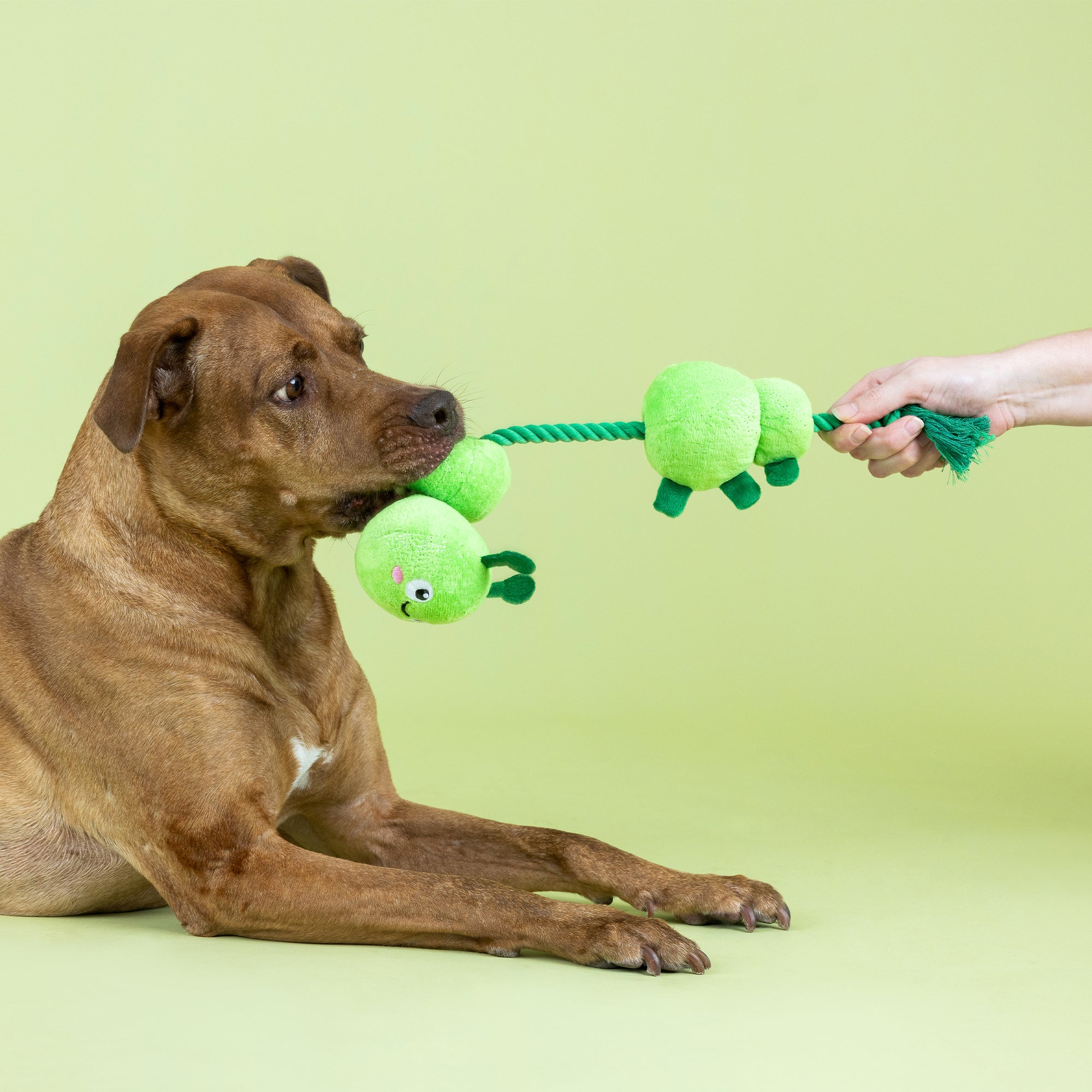 Pillar Of Society Plush Dog Toy With Rope