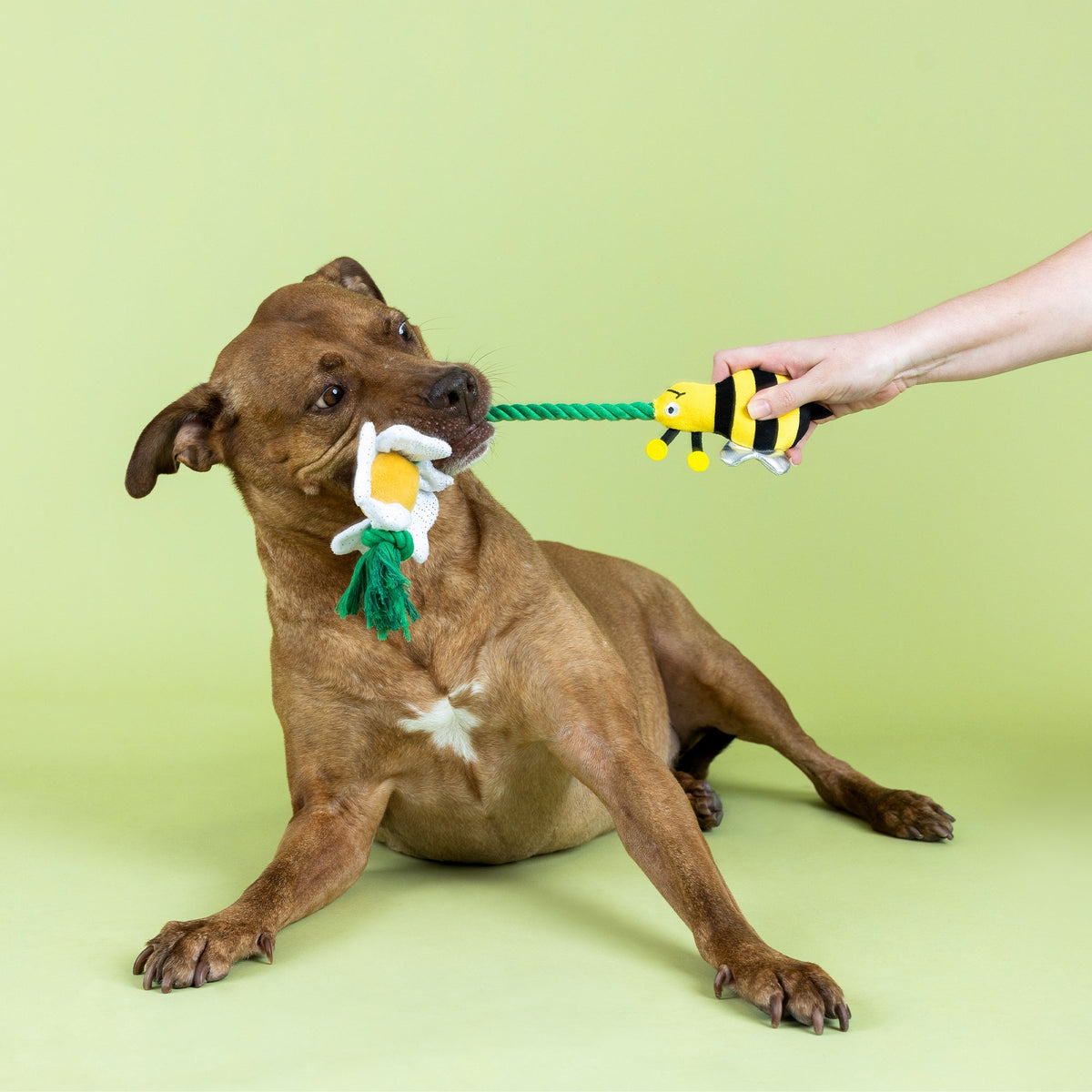 I'm Pollen For You Plush Dog Toy With Rope