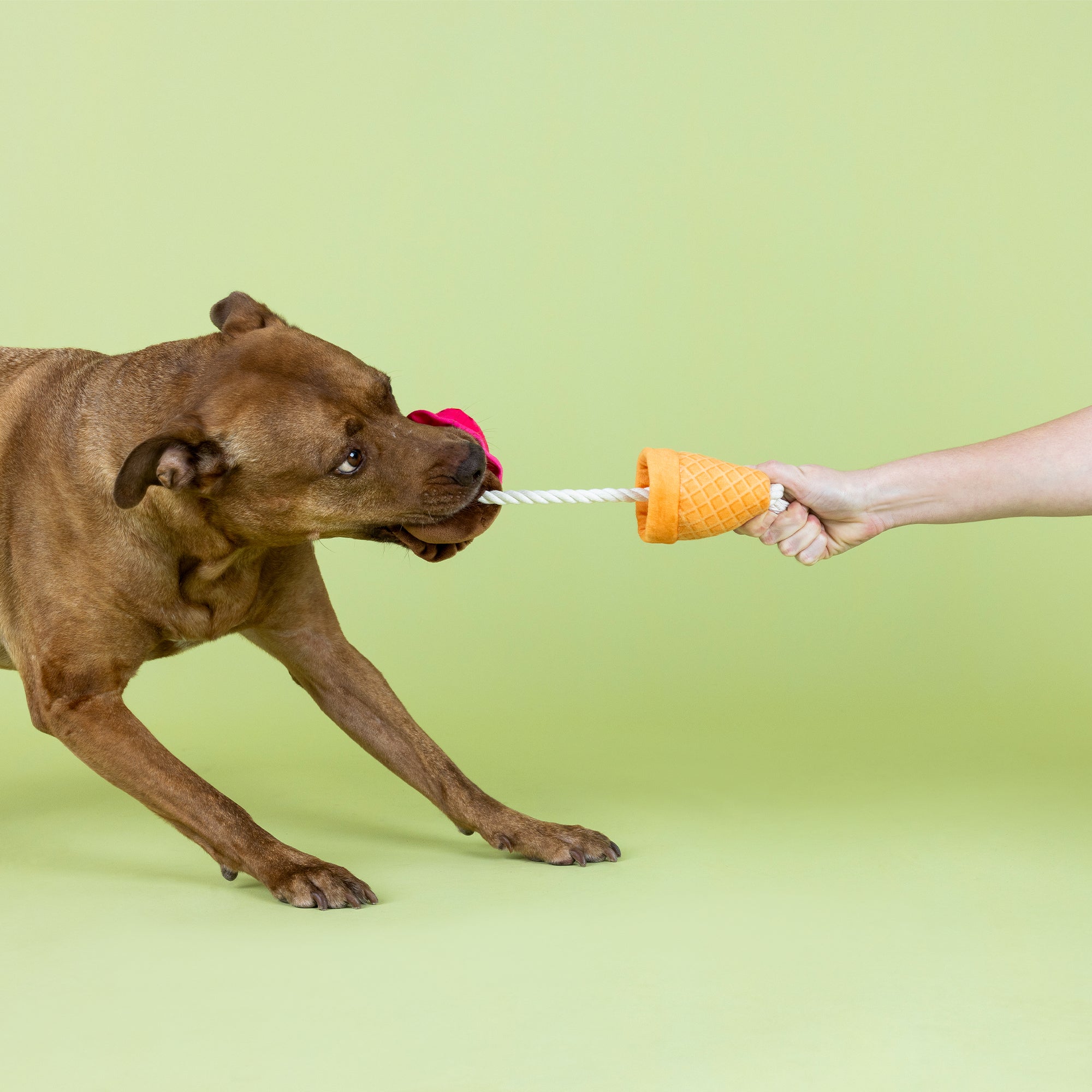Losing Cone-Trol Plush Dog Toy With Rope