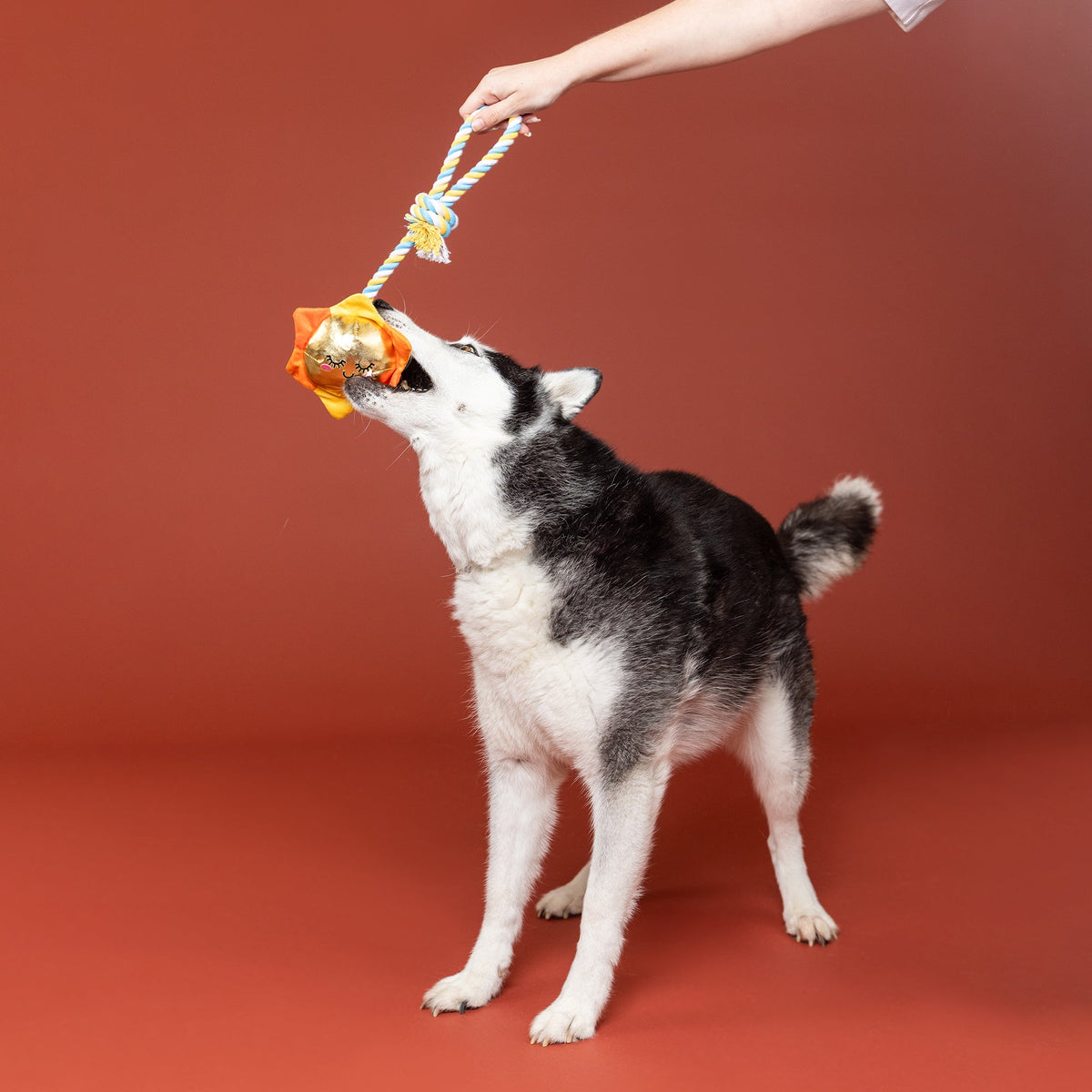 Sun-Day I'm In Love Rope Dog Toy