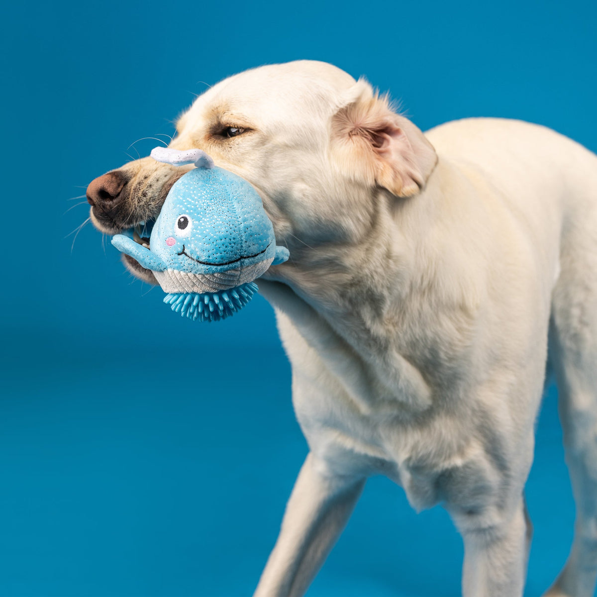 Feeling Whaley Good! Plush/Spiky Ball Dog Toy