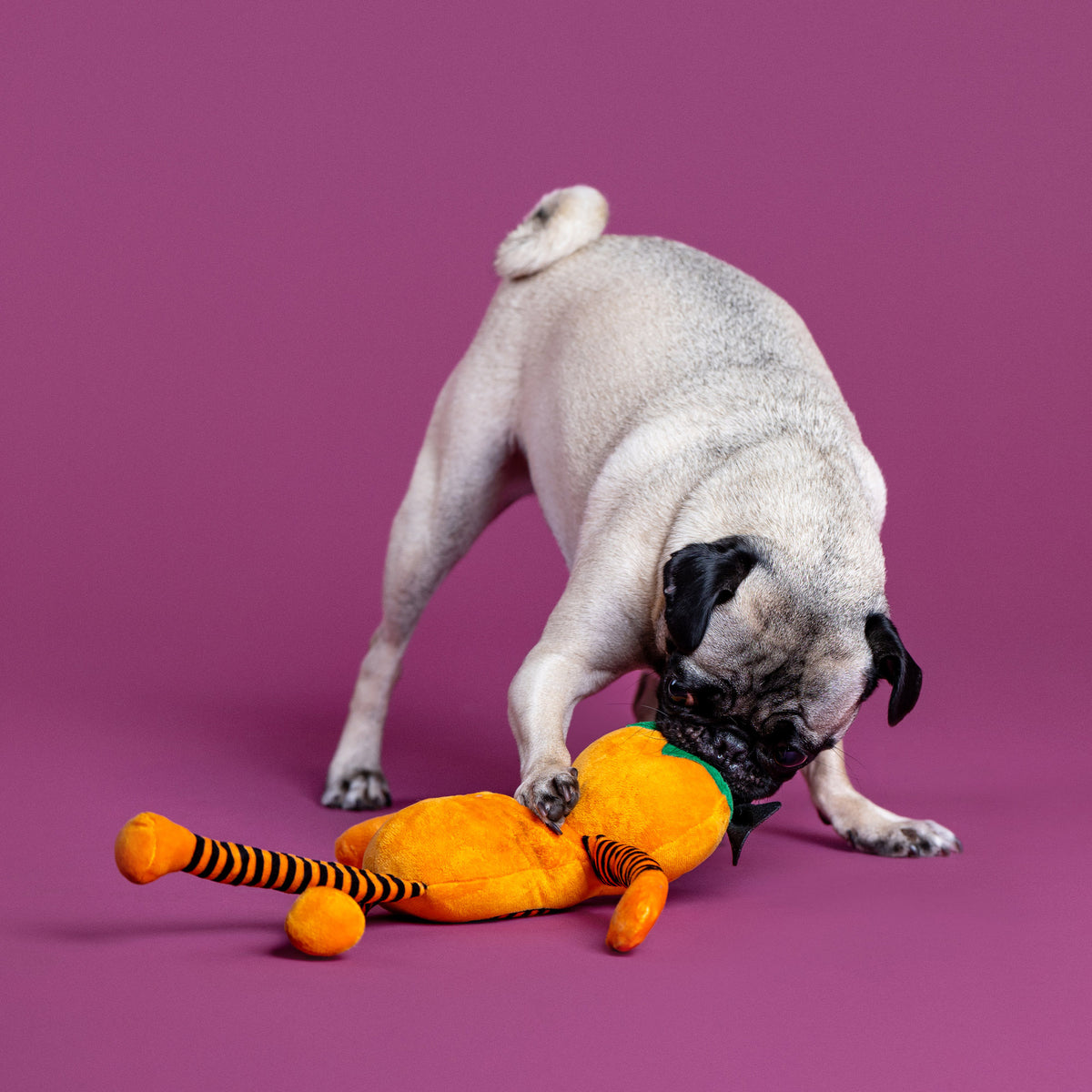 Harvest Cutie Plush Dog Toy