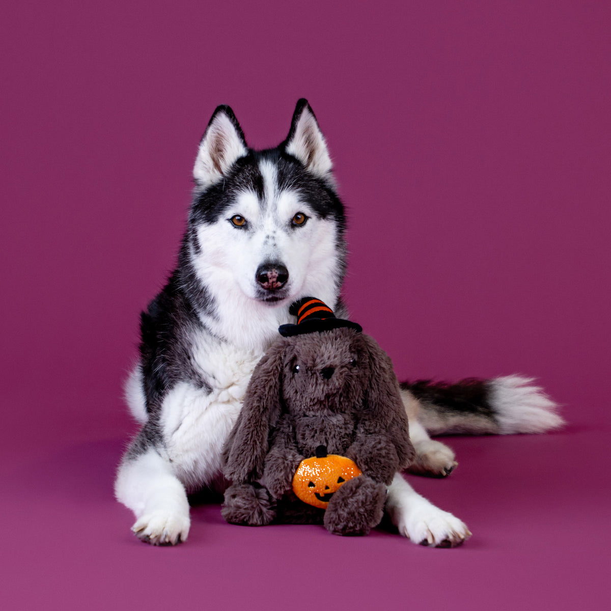 Hocus Pocus Hare Plush Dog Toy