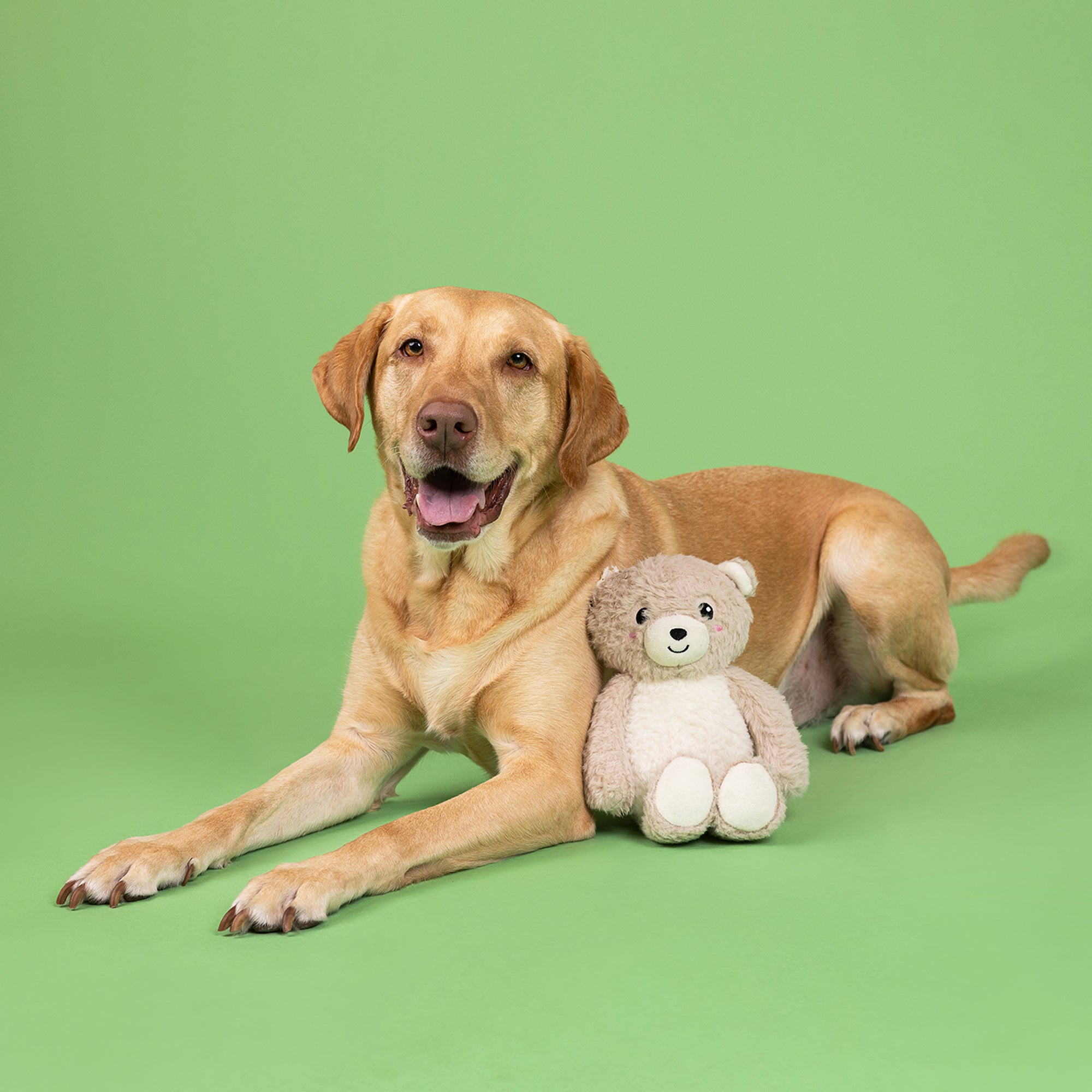 Ready,Teddy, Go! Plush Dog Toy