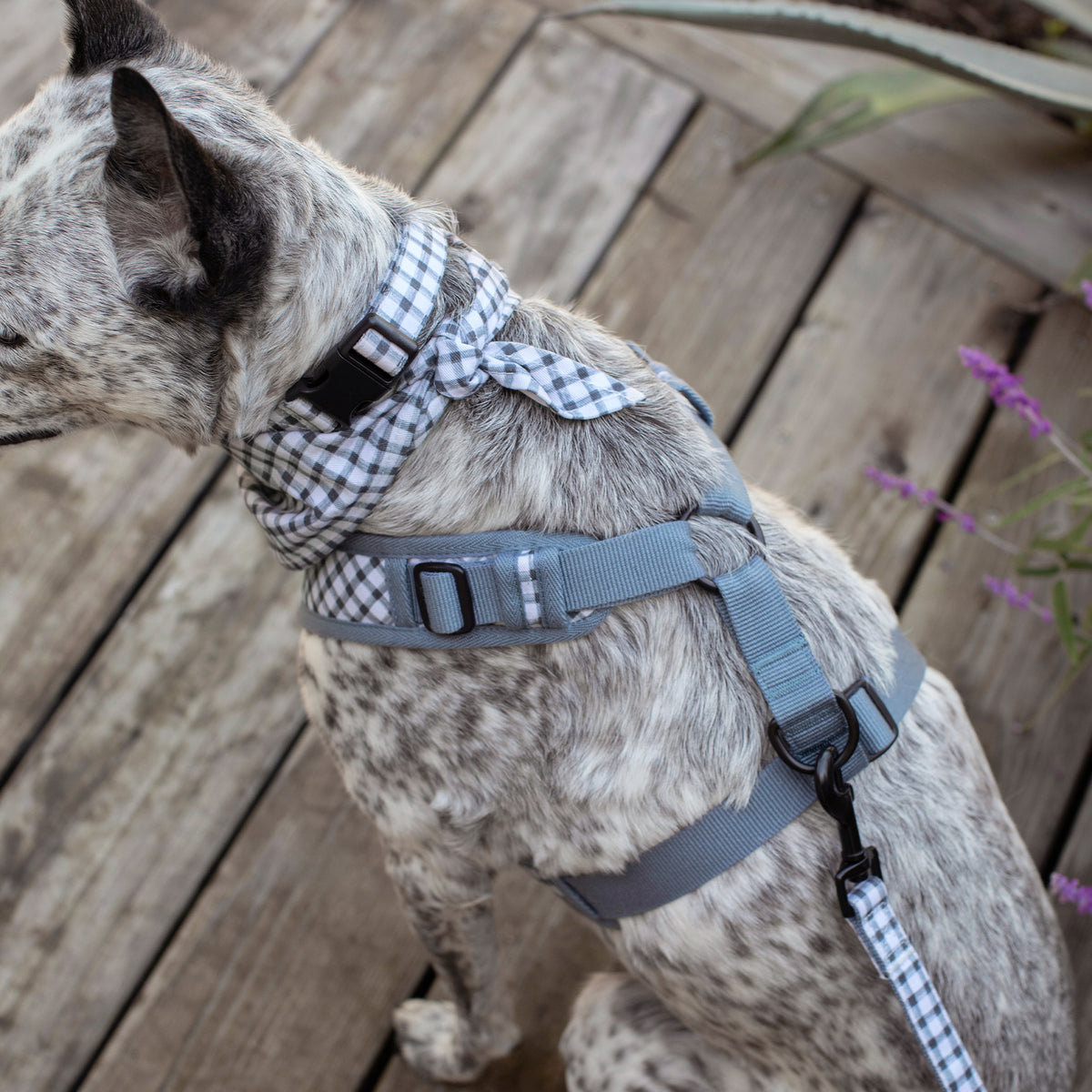 Painted Gingham Dog Harness