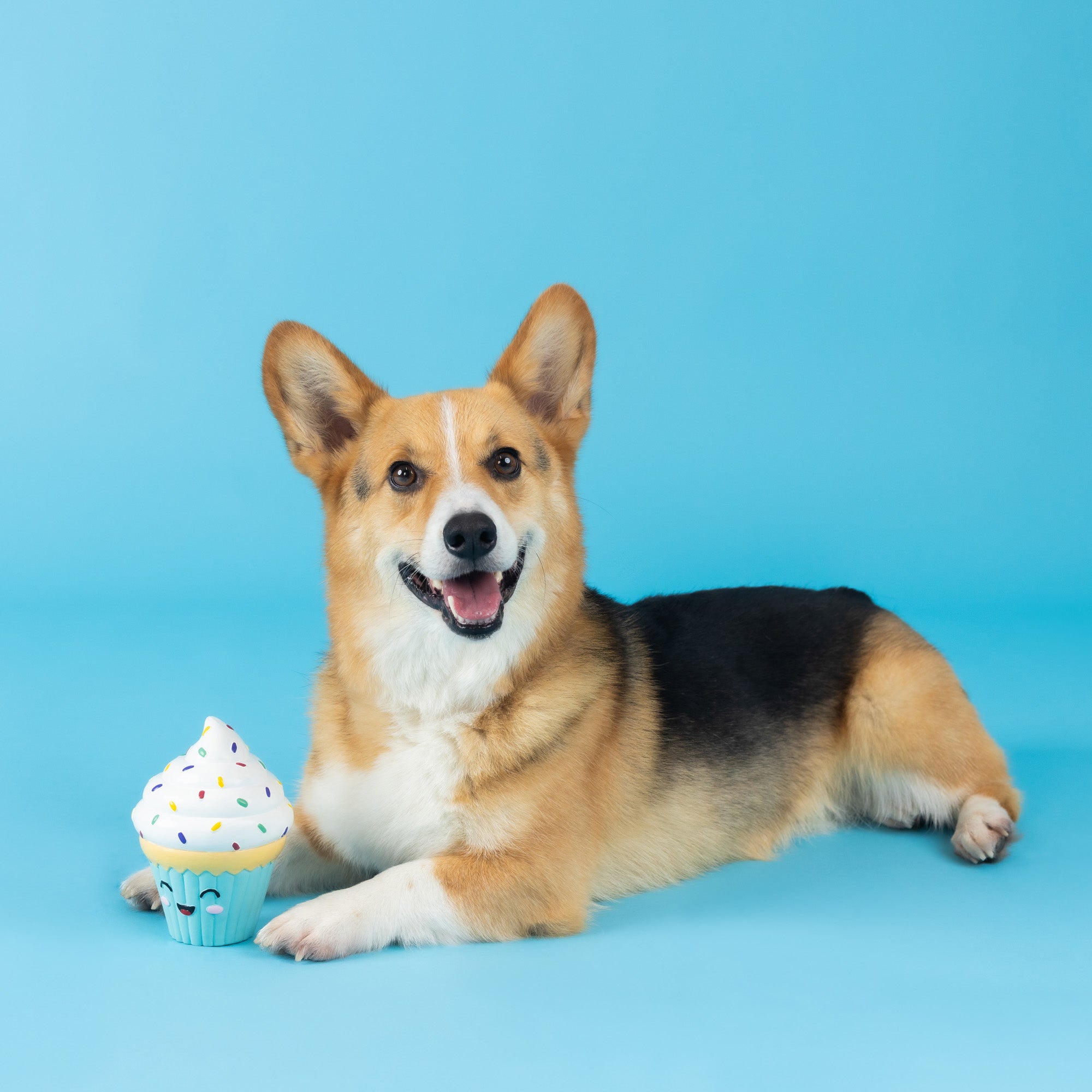You Bake Me Crazy Latex Dog Toy | Fringe Studio