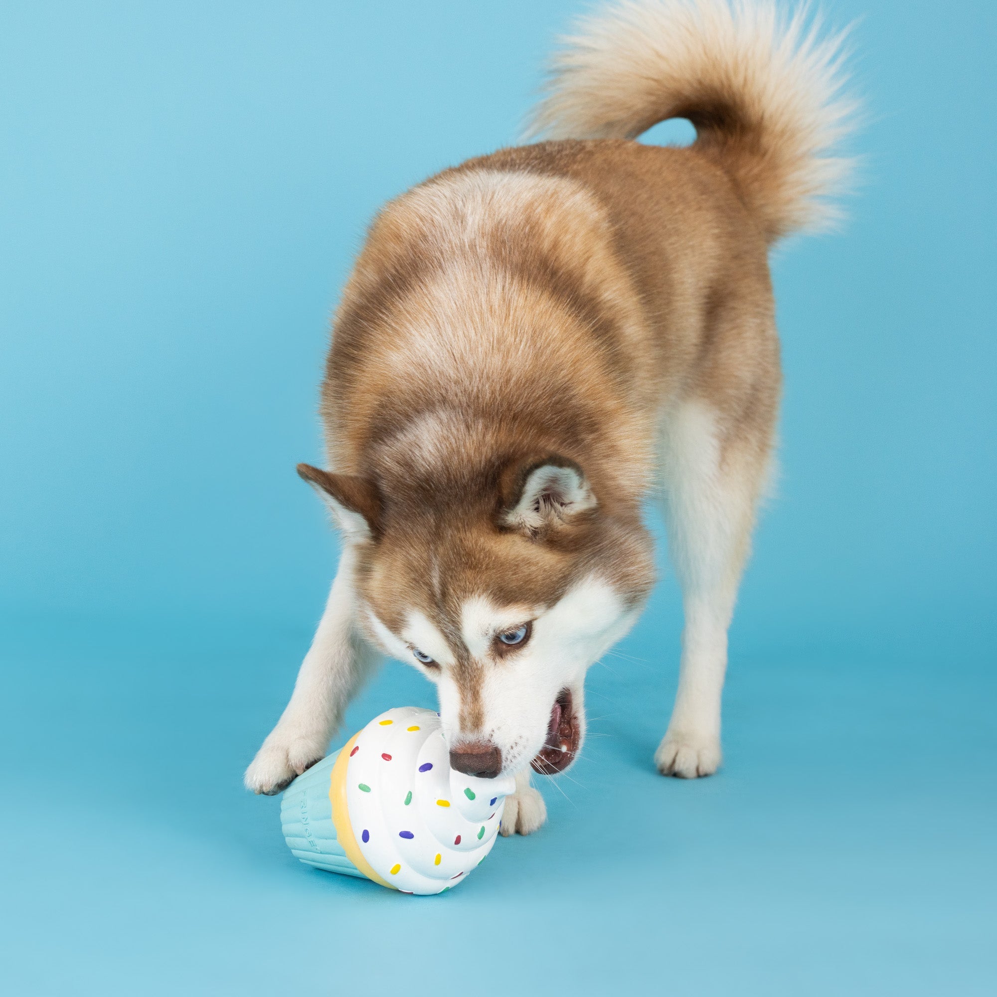 You Bake Me Crazy Latex Dog Toy | Fringe Studio