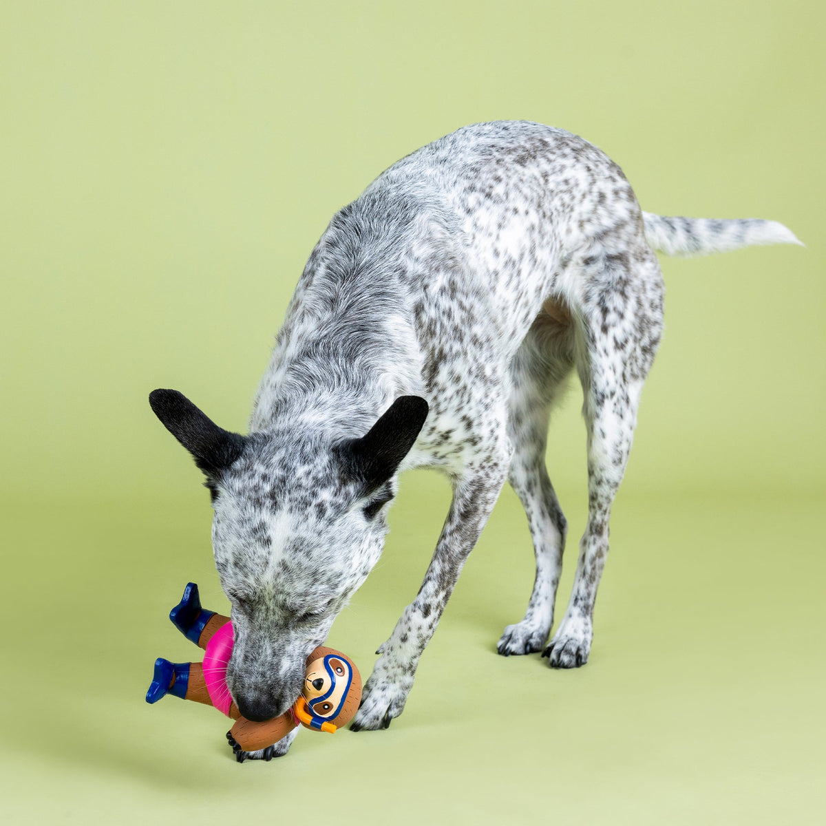Eat, Sleep, Snorkel Latex Dog Toy