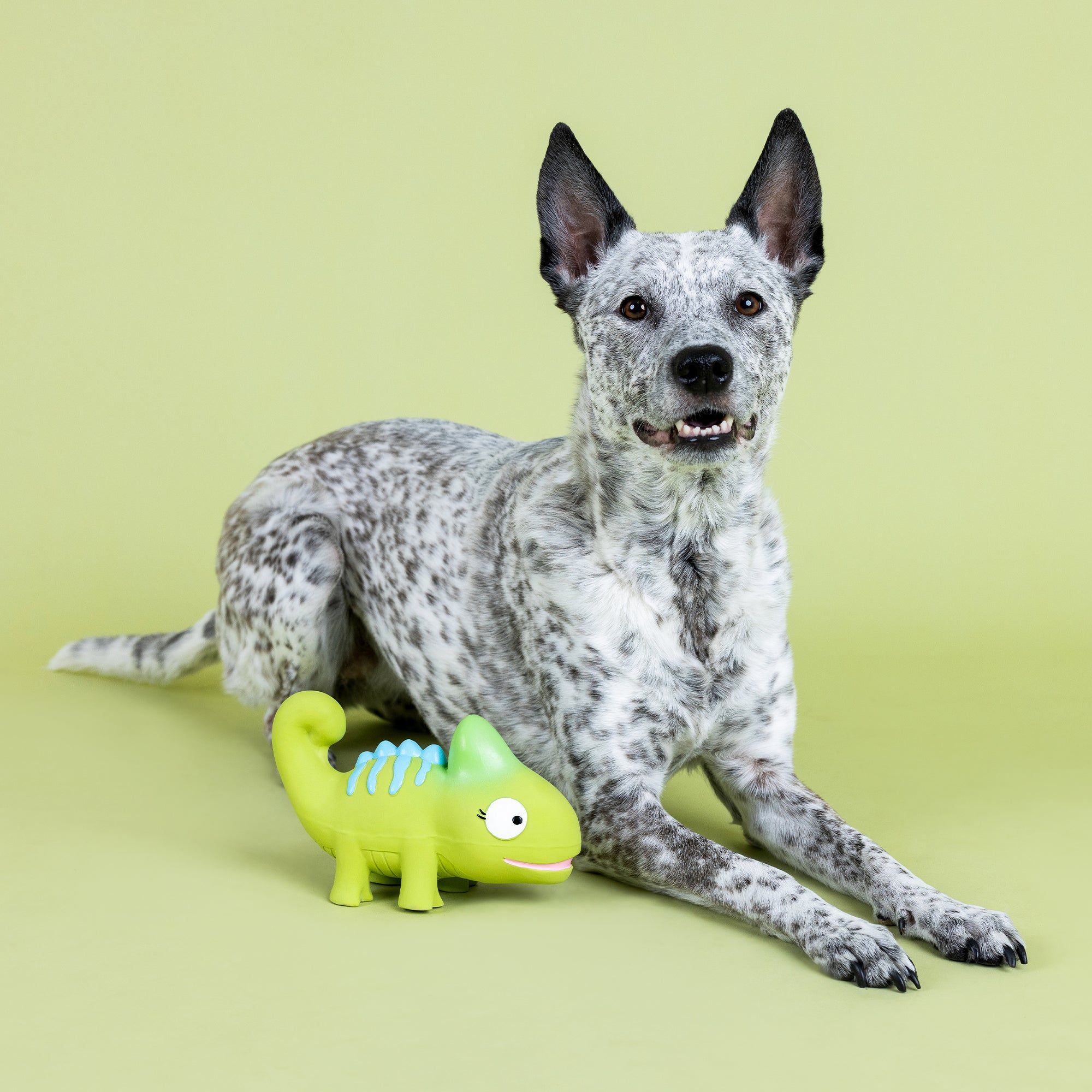 One In A Cha-Million Latex Dog Toy