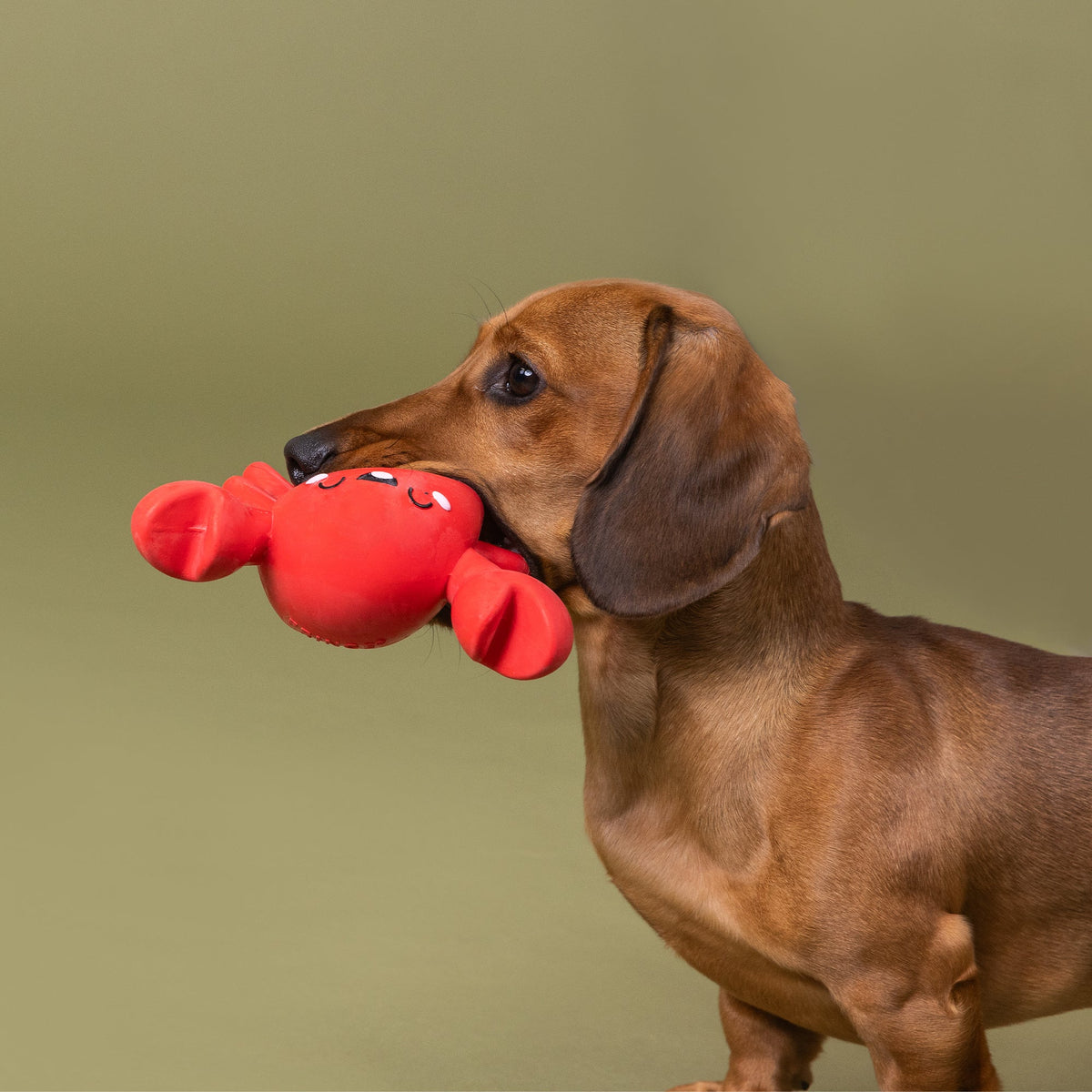 Snappy And Happy Latex Dog Toy