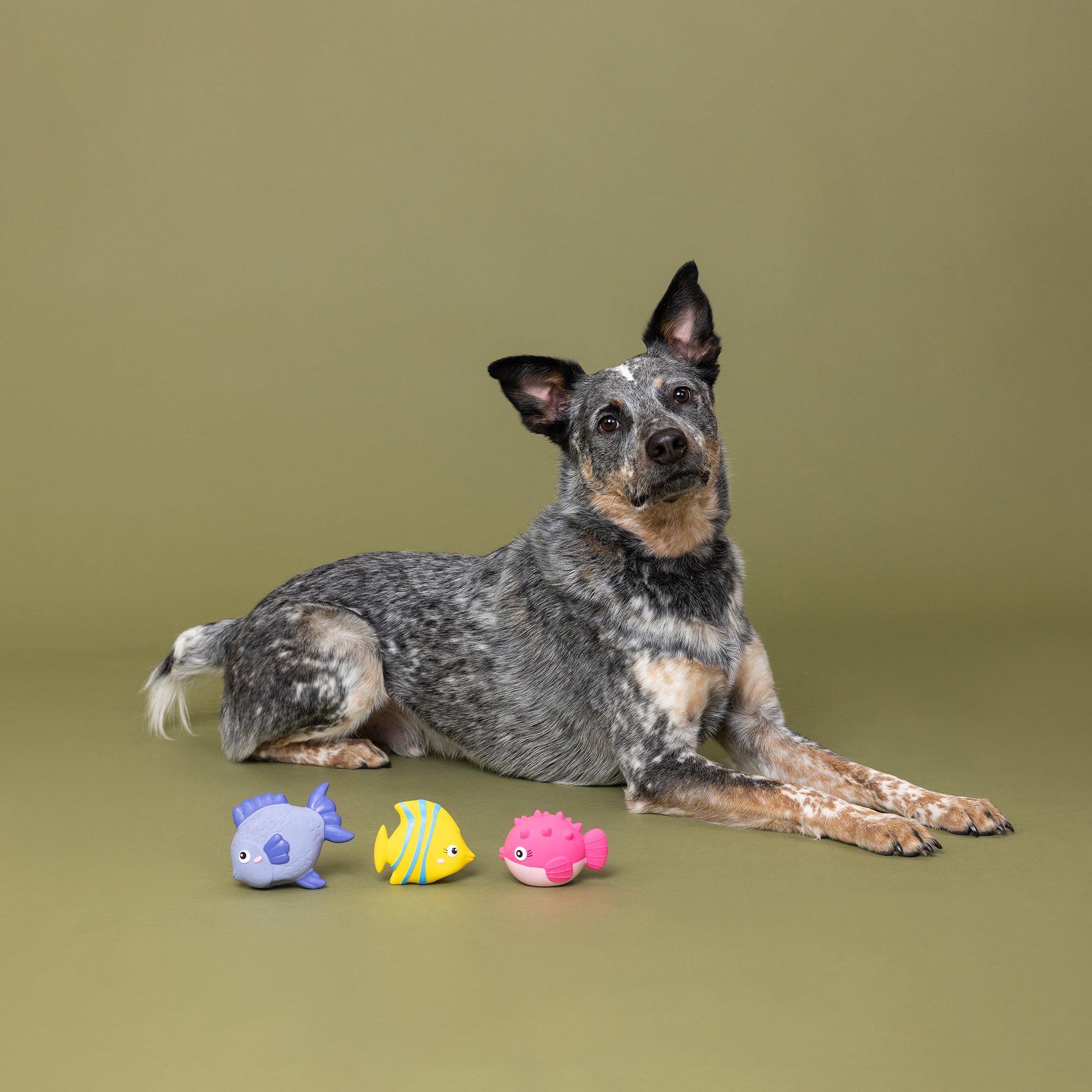 Stay Salty 3pc Mini Latex Dog Toy Set
