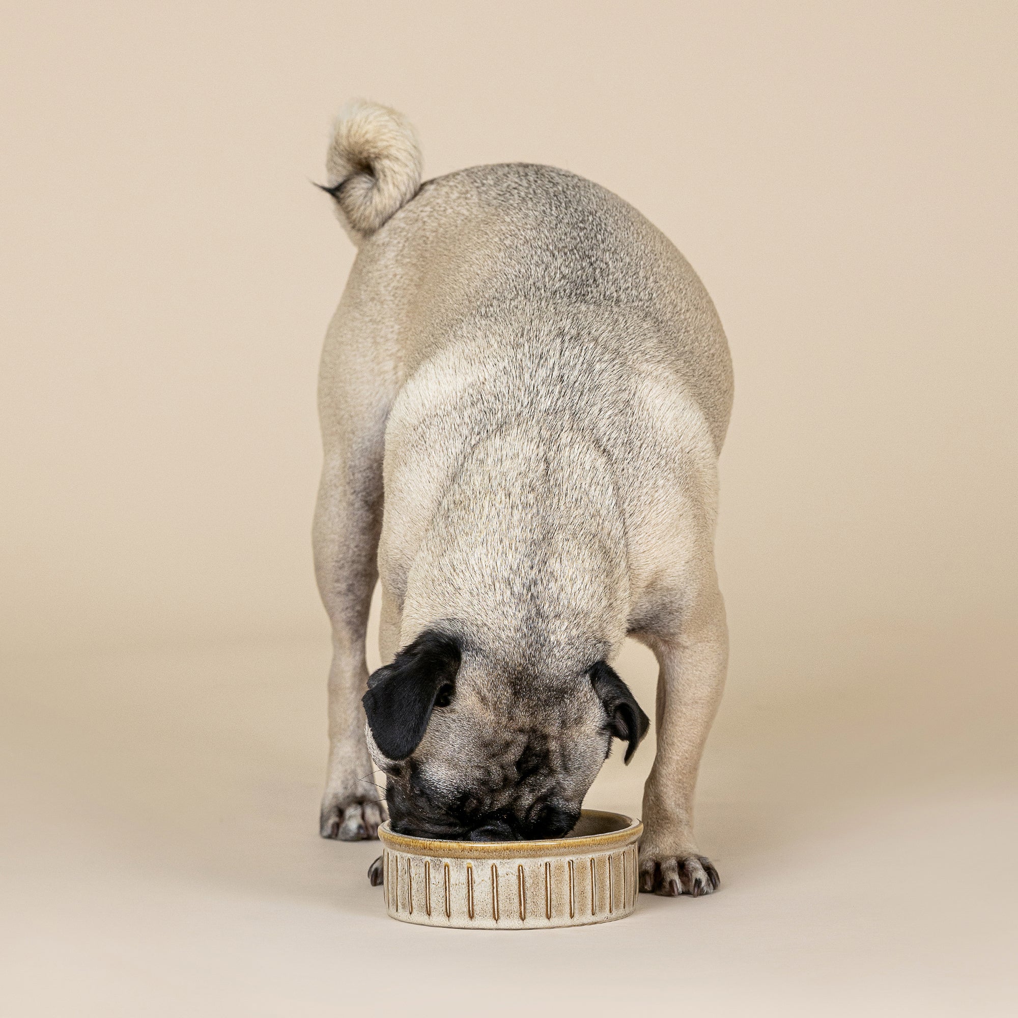 Vert Stripes Buff Small Dog Bowl