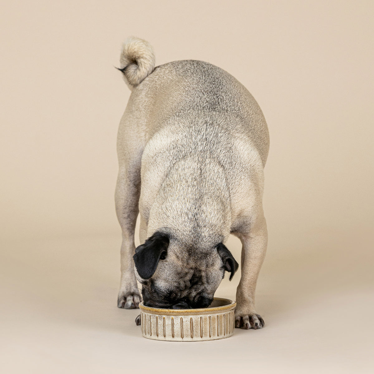 Vert Stripes Buff Small Dog Bowl