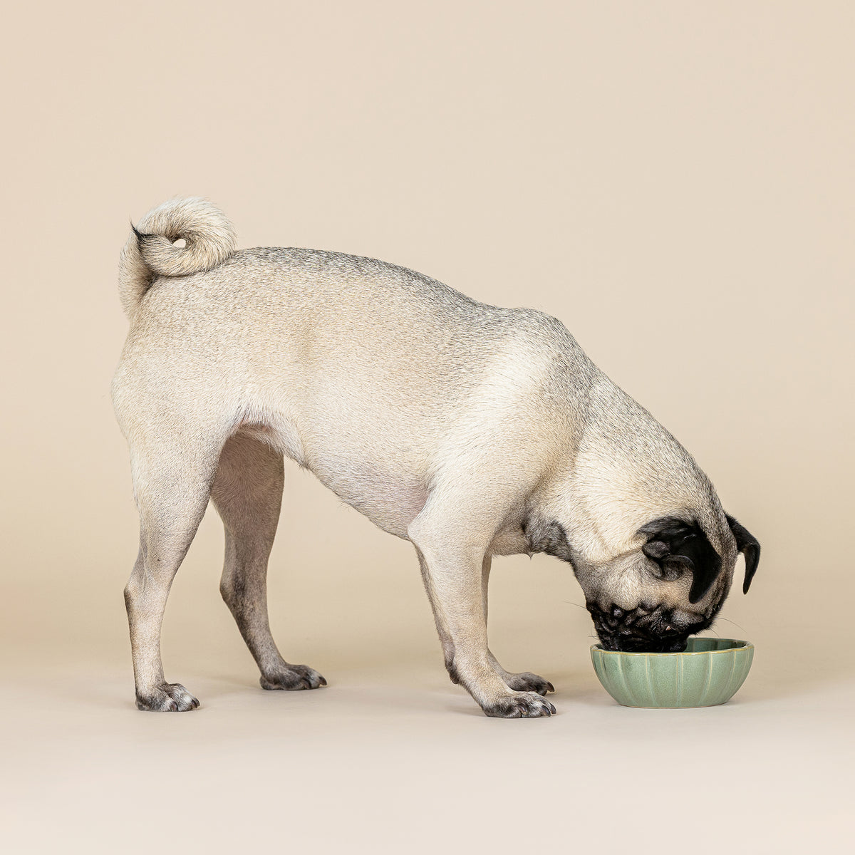 Scalloped Curved Sage Small Dog Bowl