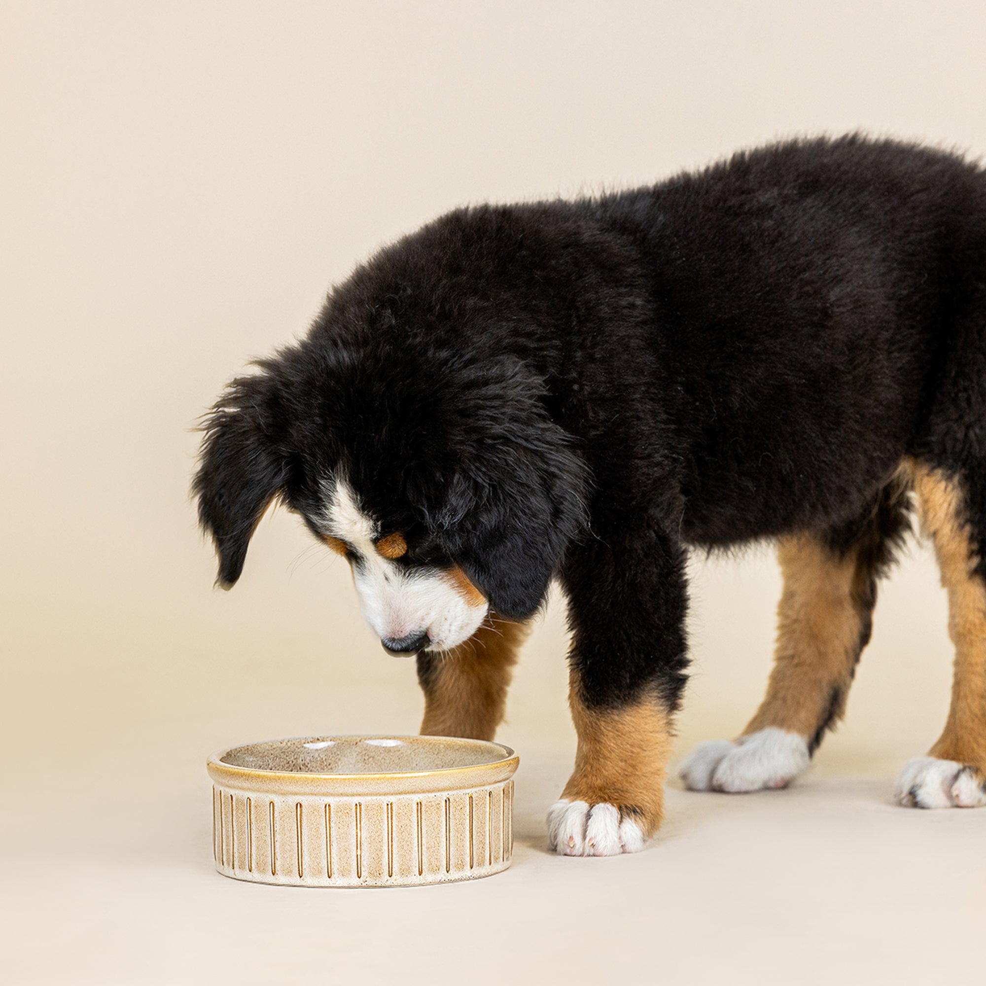Vert Stripes Buff Medium Dog Bowl