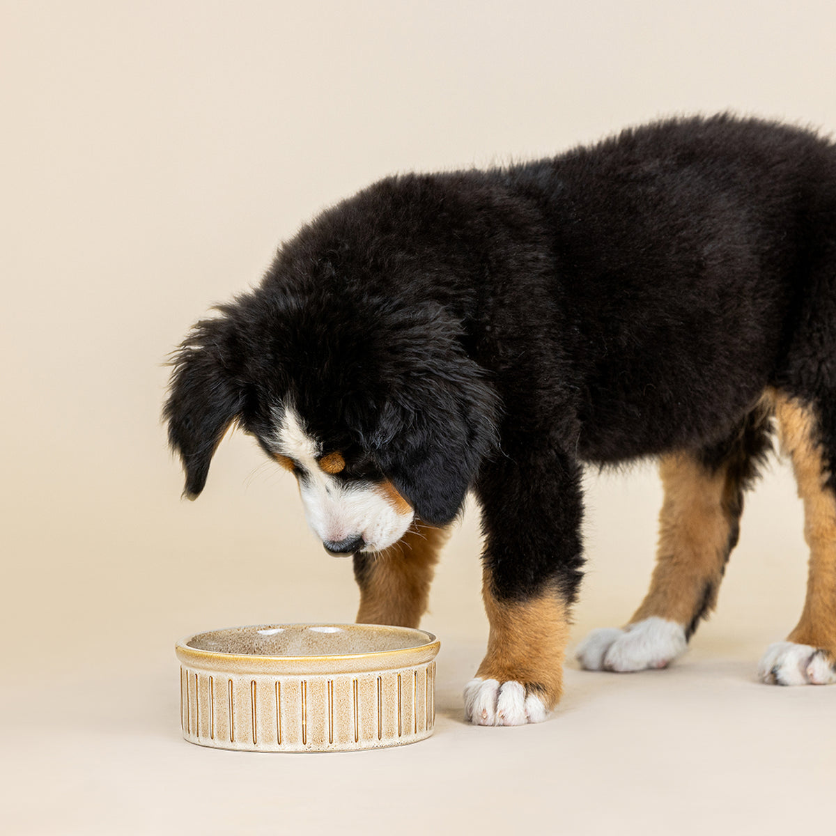 Vert Stripes Buff Medium Dog Bowl