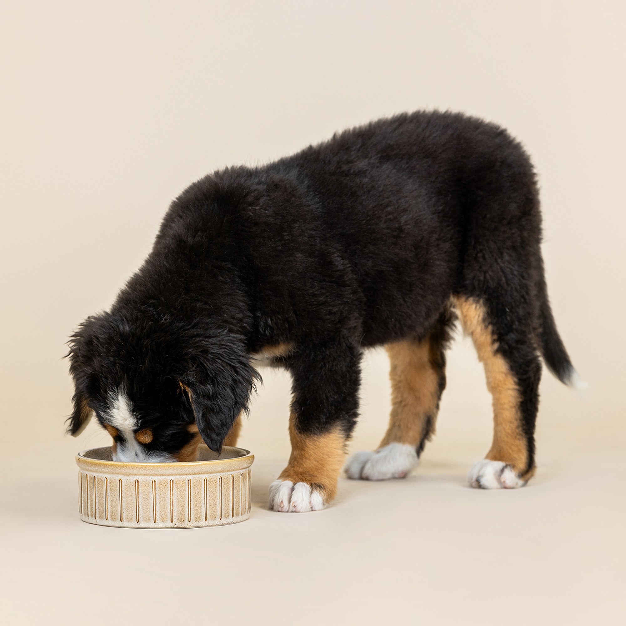 Vert Stripes Buff Medium Dog Bowl