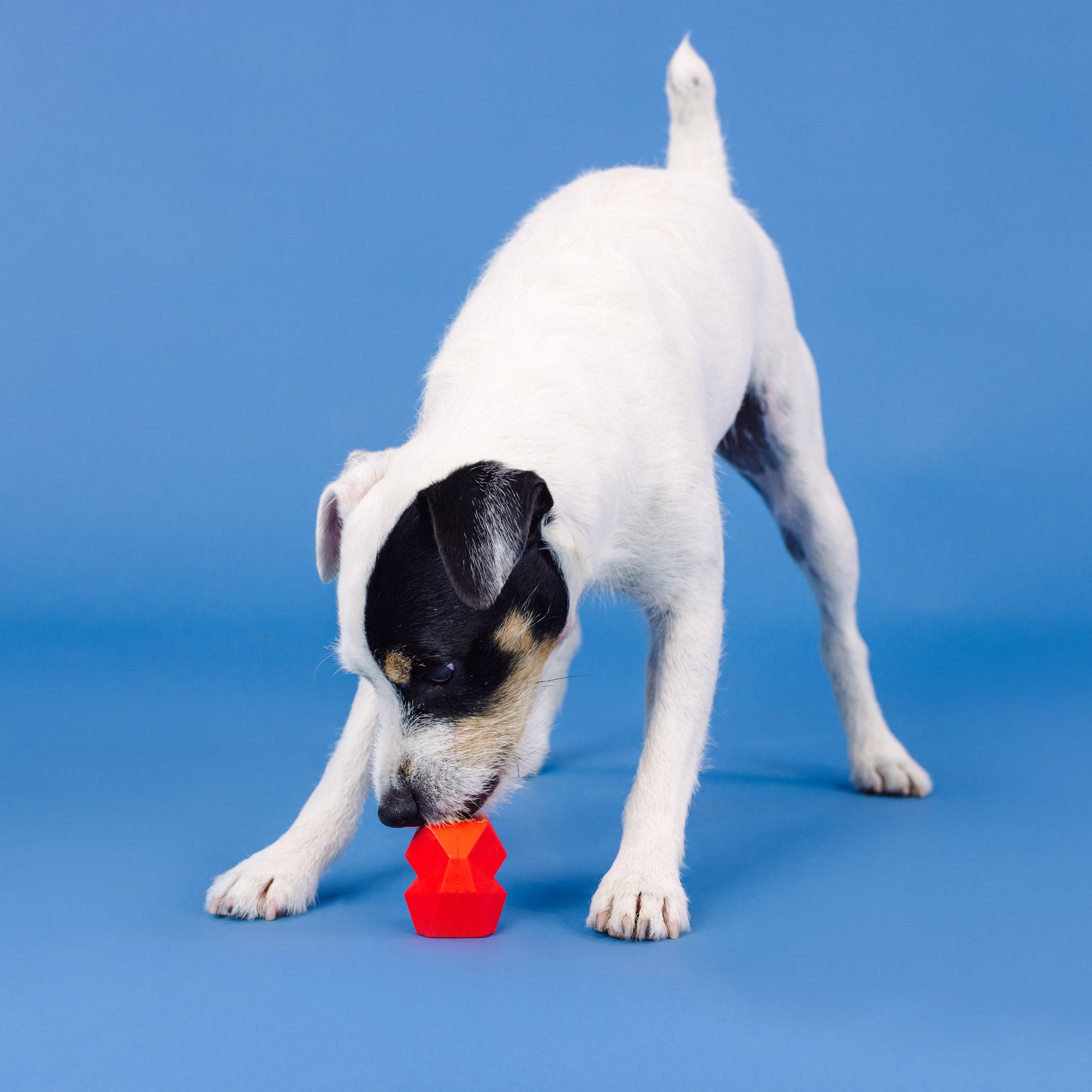 You'Re Adora-Ball Red Rubber Dog Toy