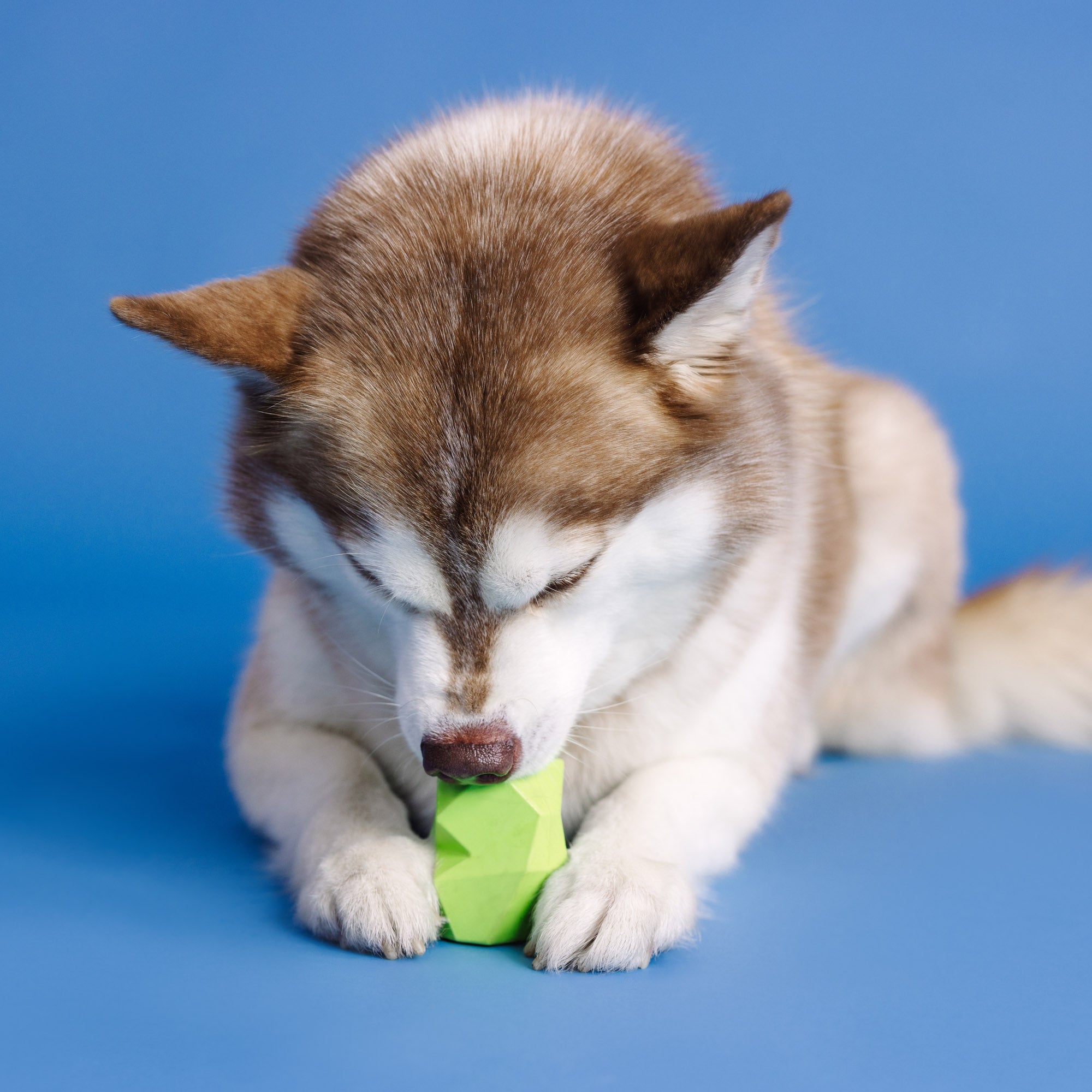 You're Adora-Ball Lime Rubber Dog Toy
