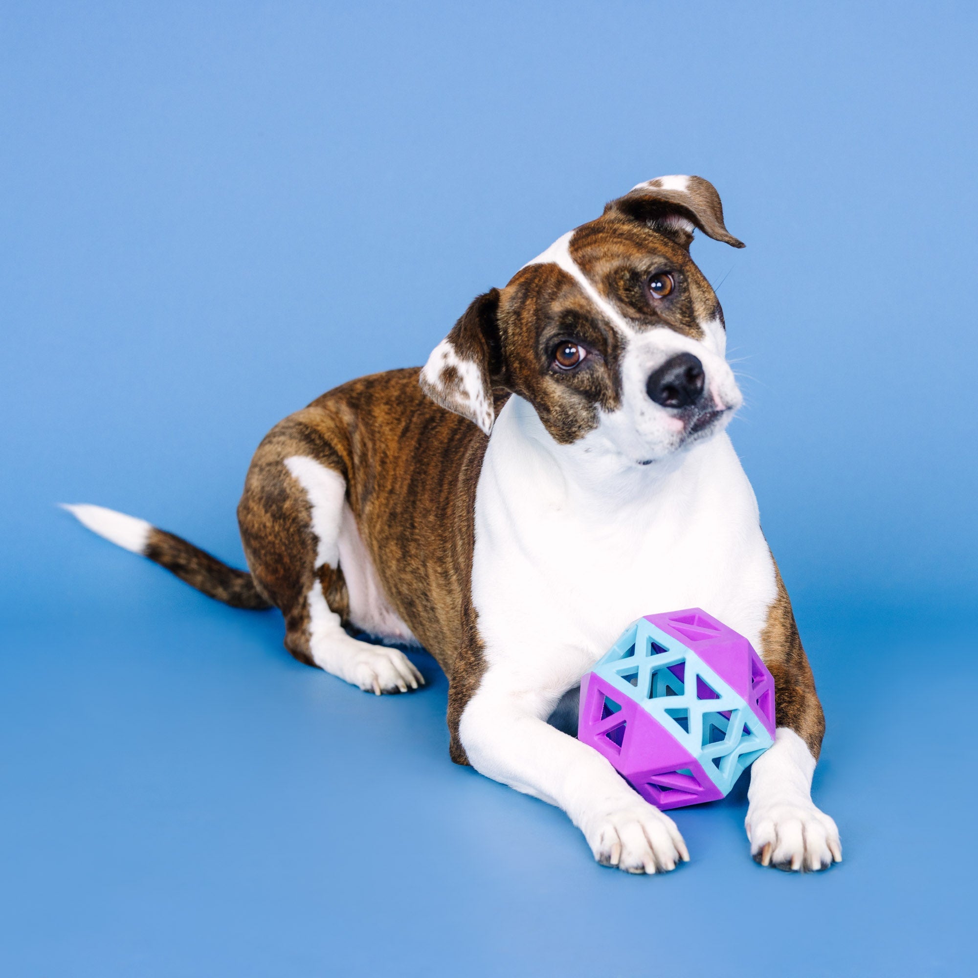 This Is How I Roll Purple/Blue Rubber Dog Toy