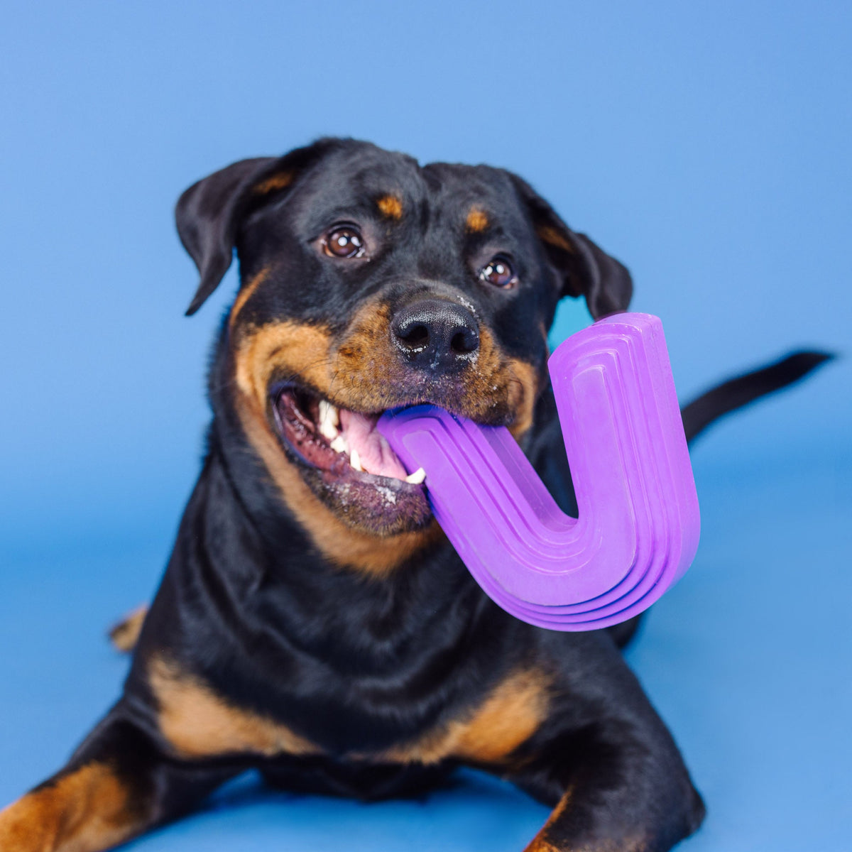 Color Me Happy Purple Rubber Dog Toy