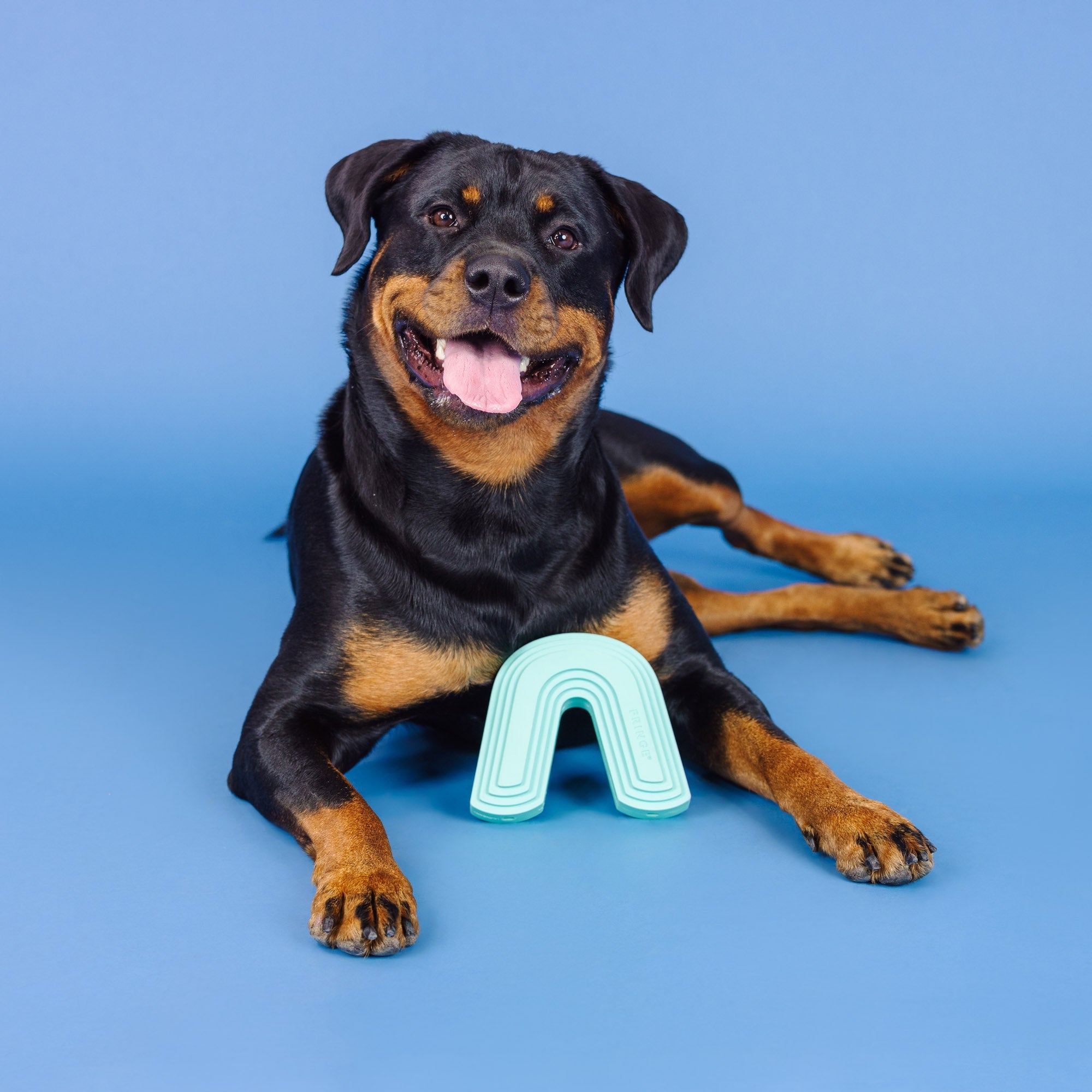 Color Me Happy Turquoise Rubber Dog Toy
